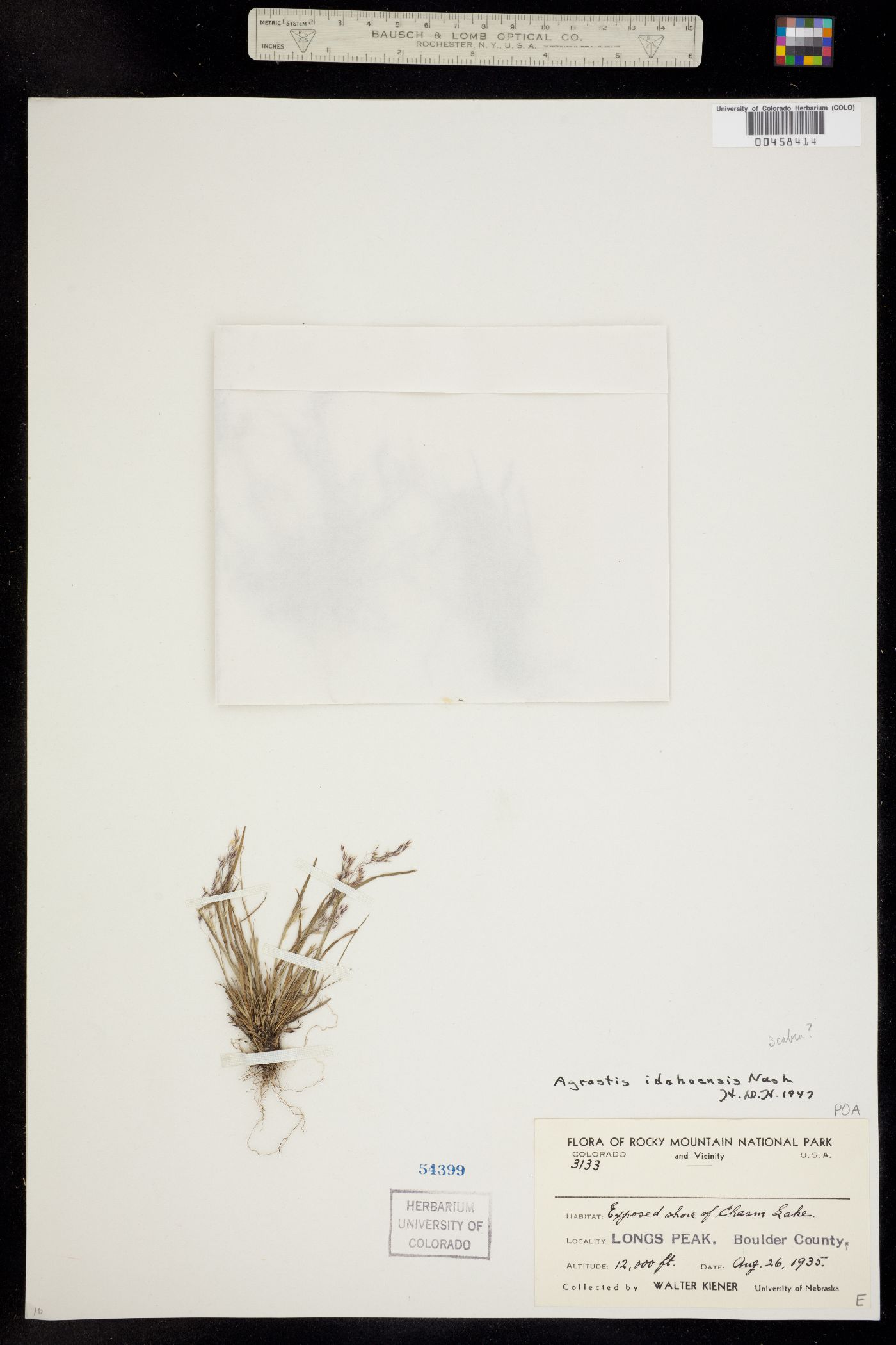 Agrostis idahoensis image