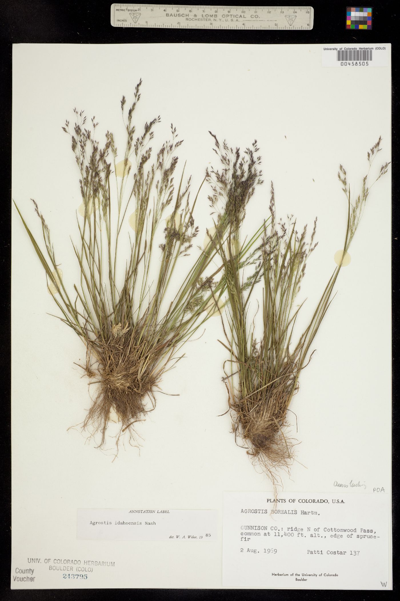 Agrostis idahoensis image