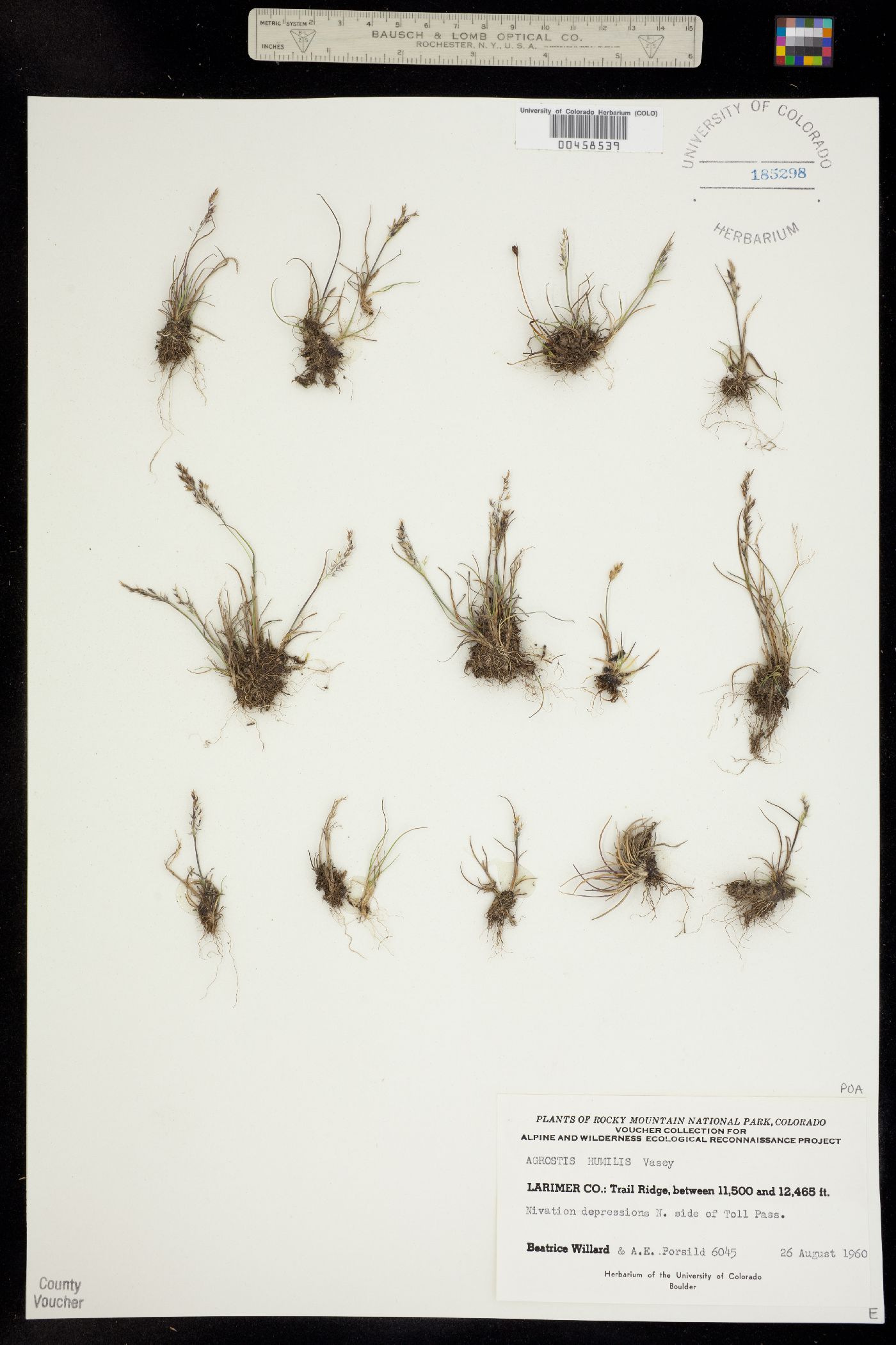 Podagrostis image