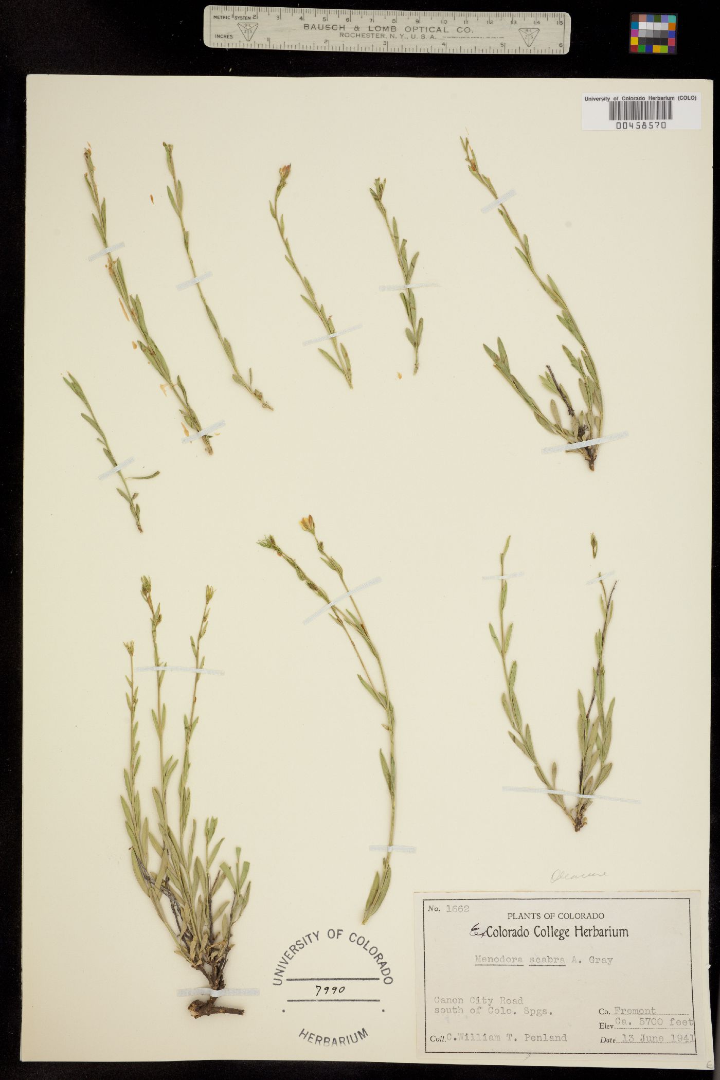 Menodora scabra image