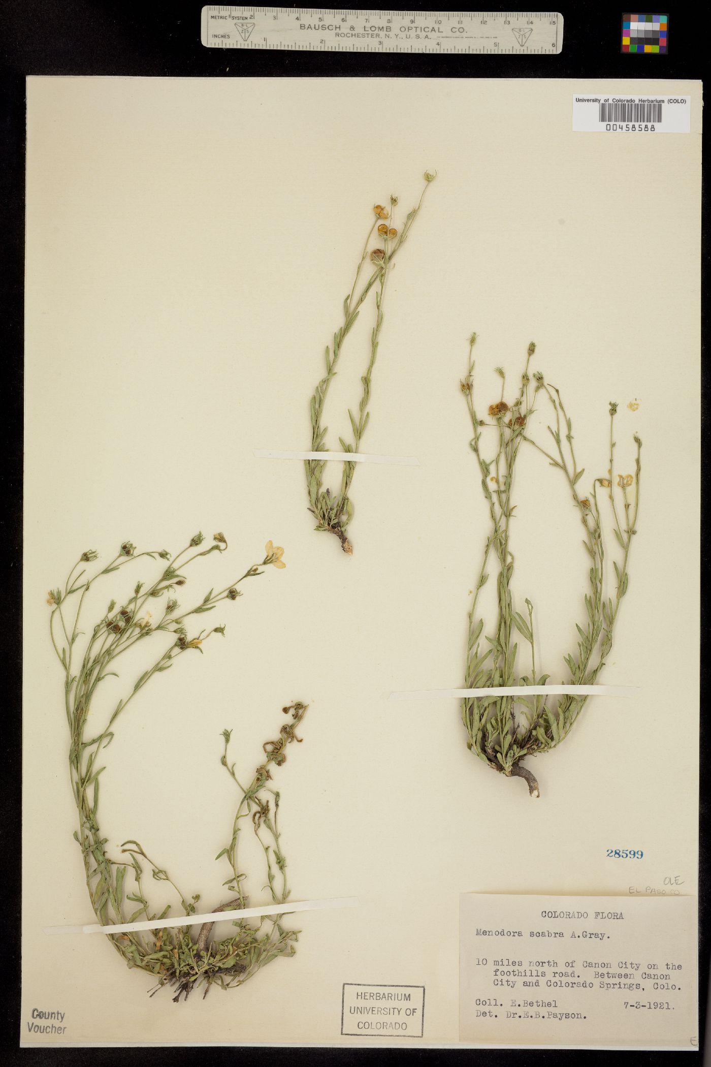 Menodora image