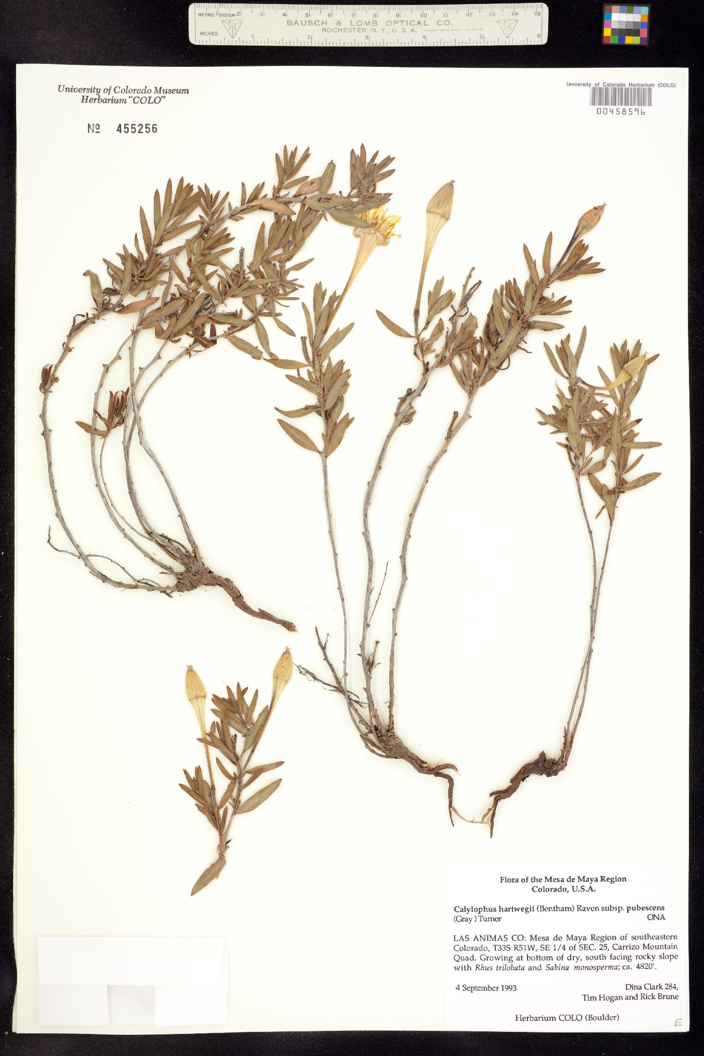 Oenothera hartwegii ssp. pubescens image