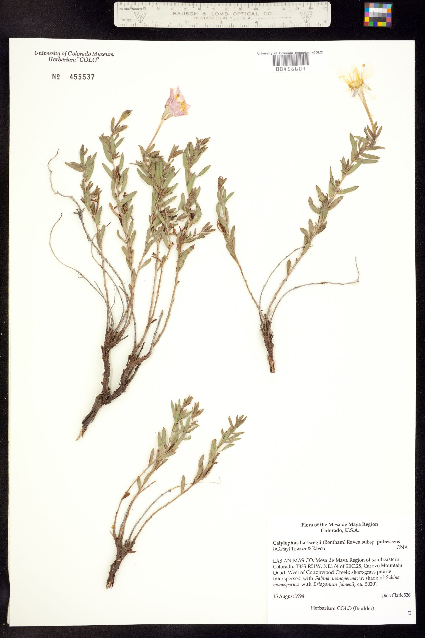 Oenothera hartwegii ssp. pubescens image