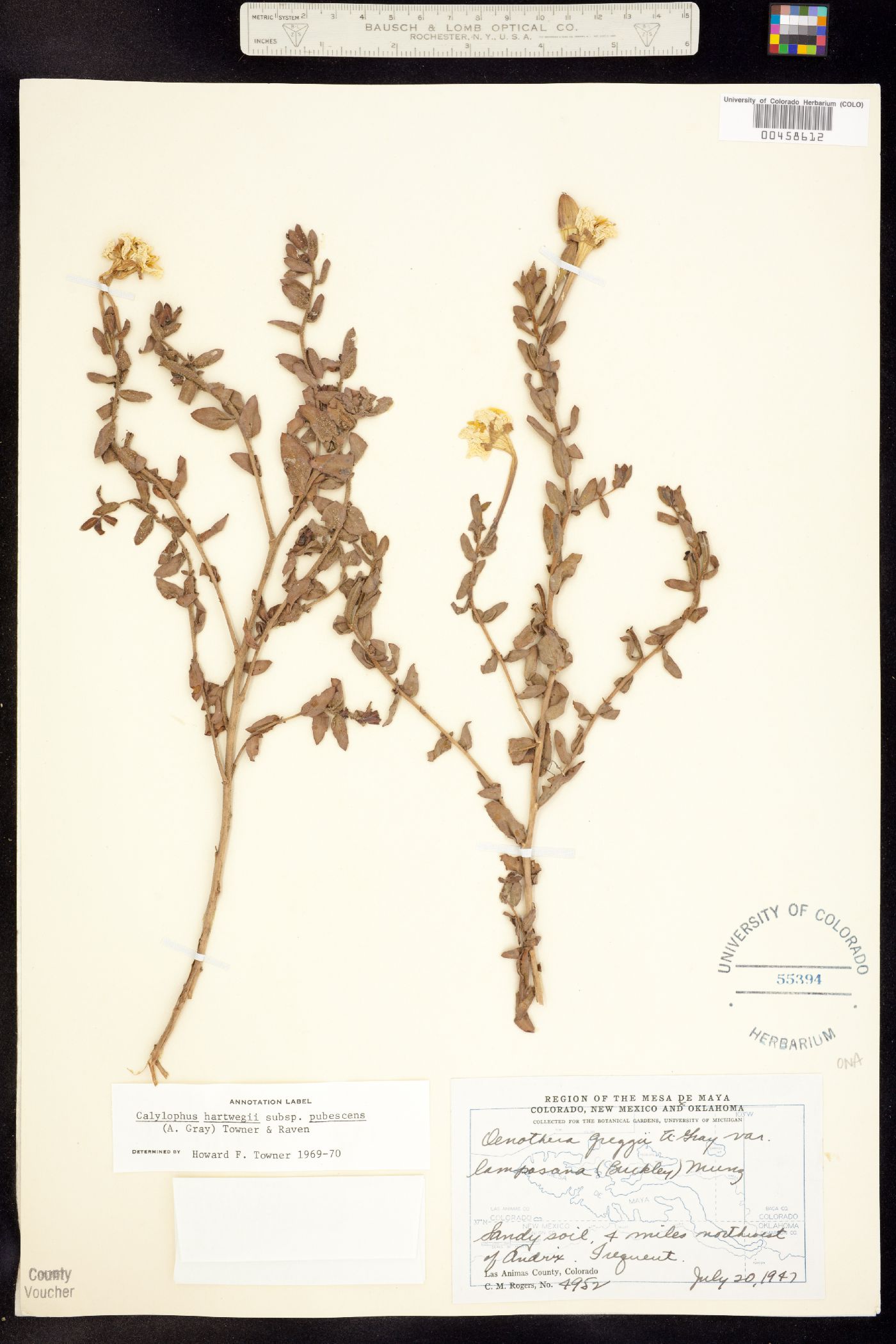 Oenothera hartwegii ssp. pubescens image