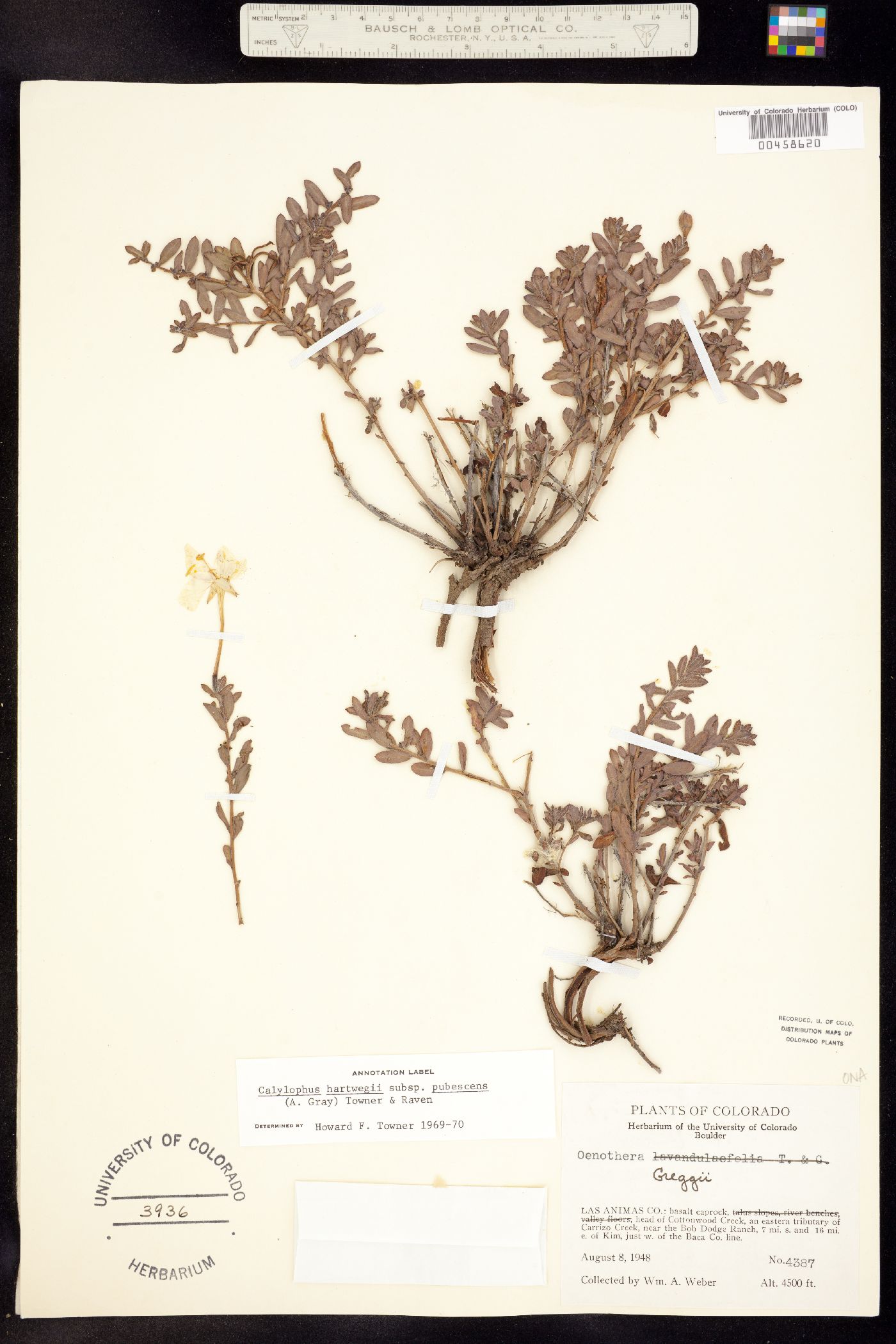 Oenothera hartwegii ssp. pubescens image