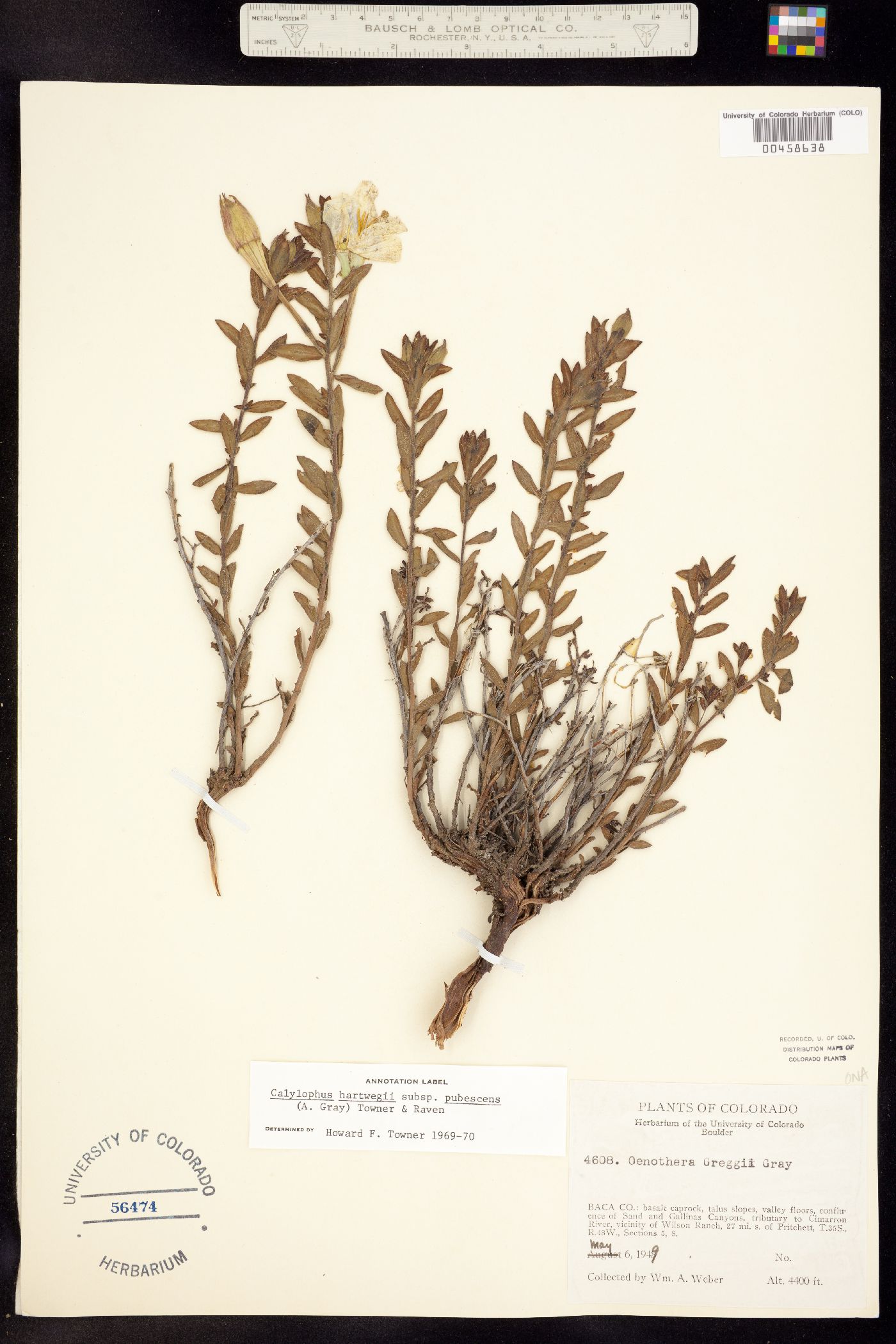 Oenothera hartwegii ssp. pubescens image