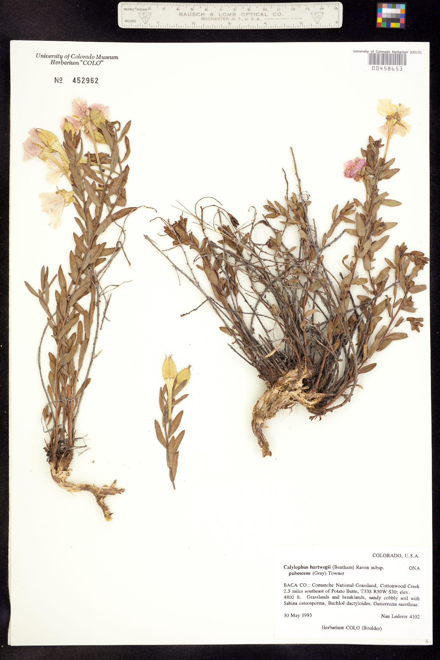 Oenothera hartwegii ssp. pubescens image