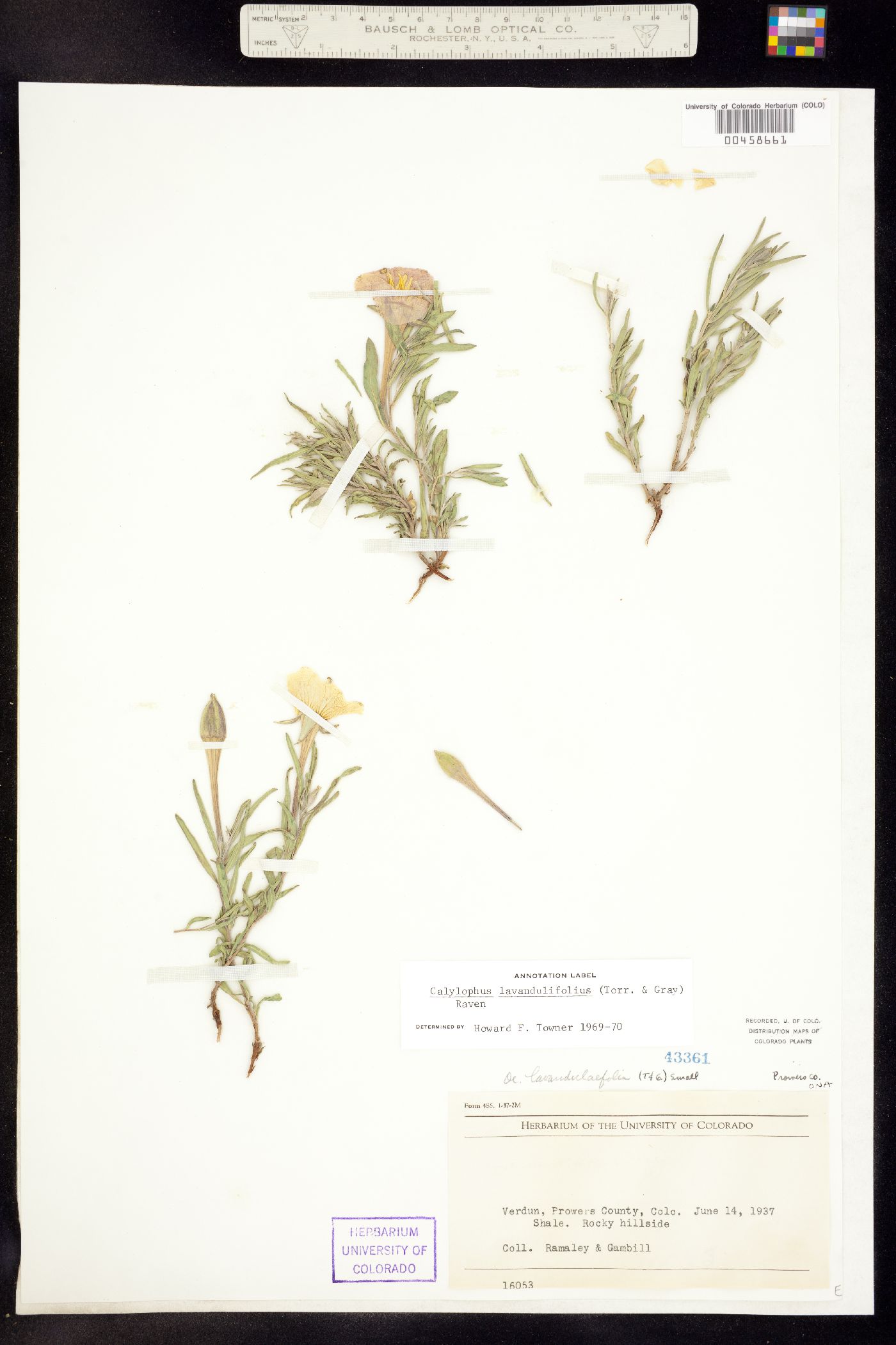 Oenothera lavandulifolia image