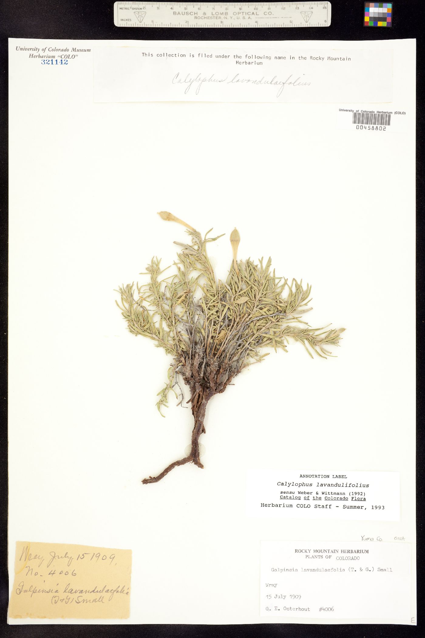 Oenothera lavandulifolia image