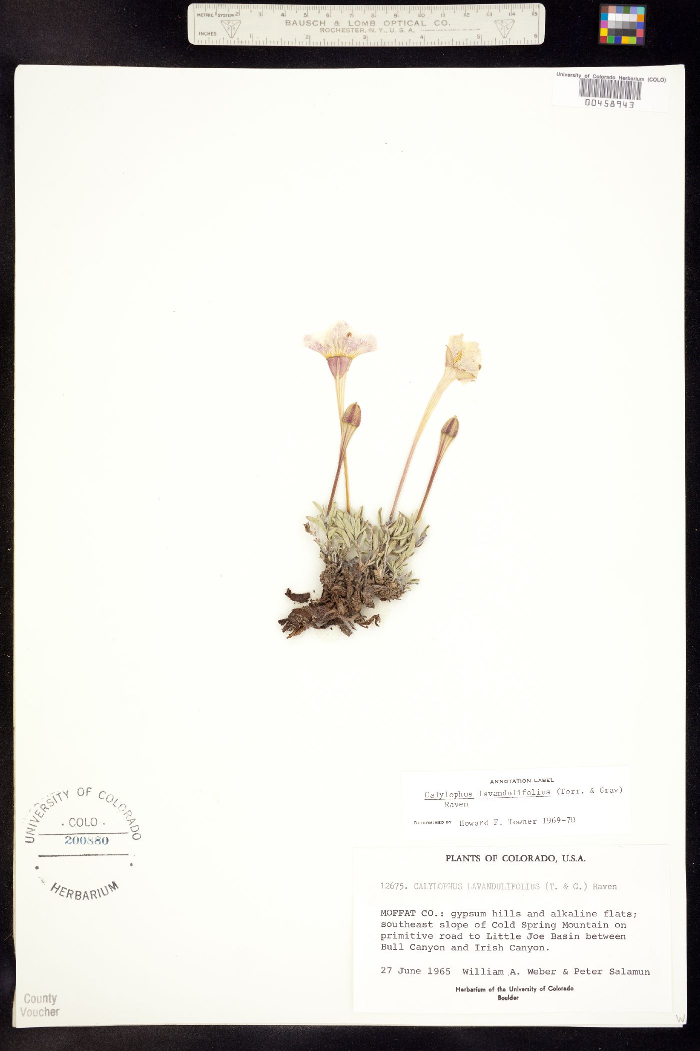 Oenothera lavandulifolia image