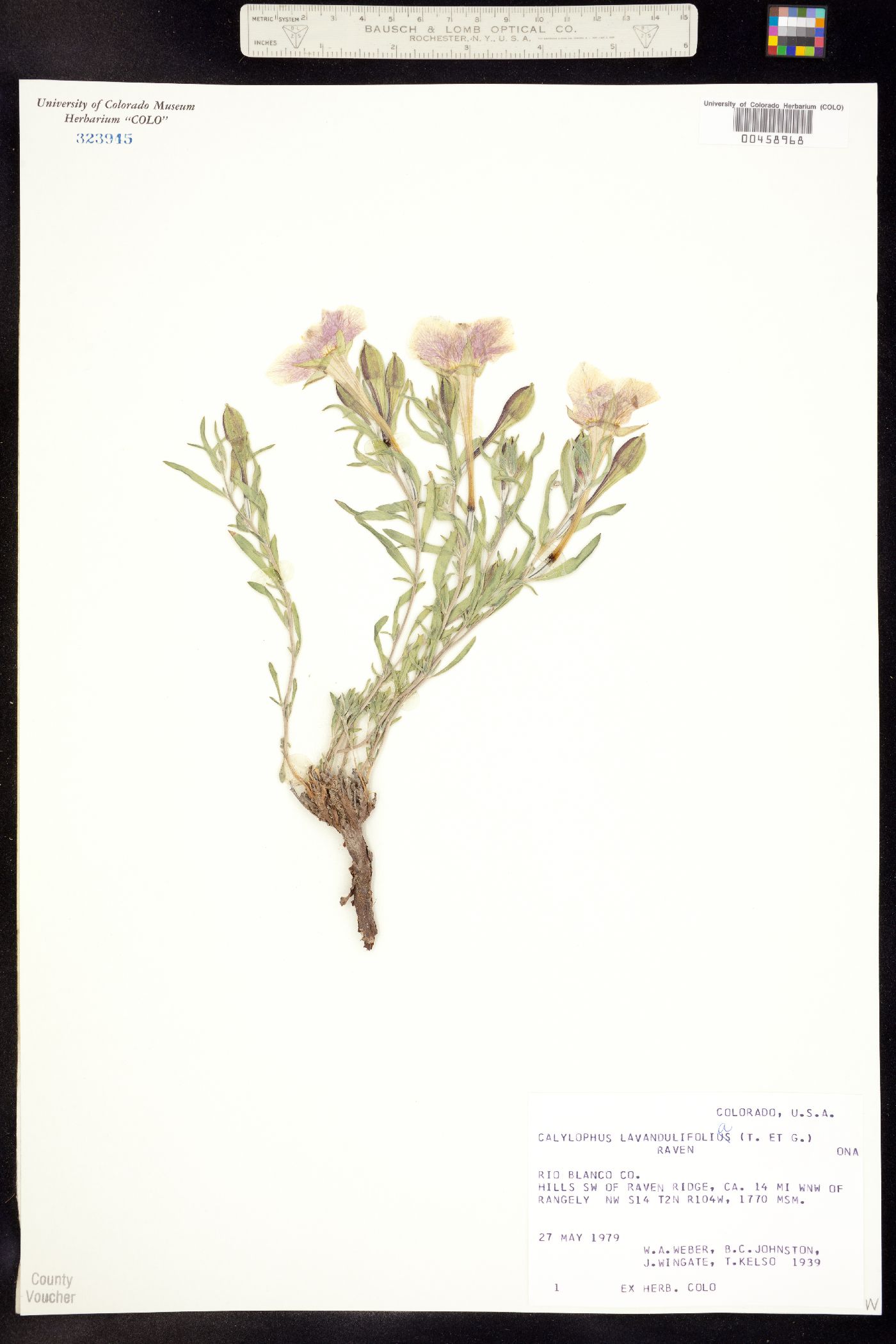 Oenothera lavandulifolia image