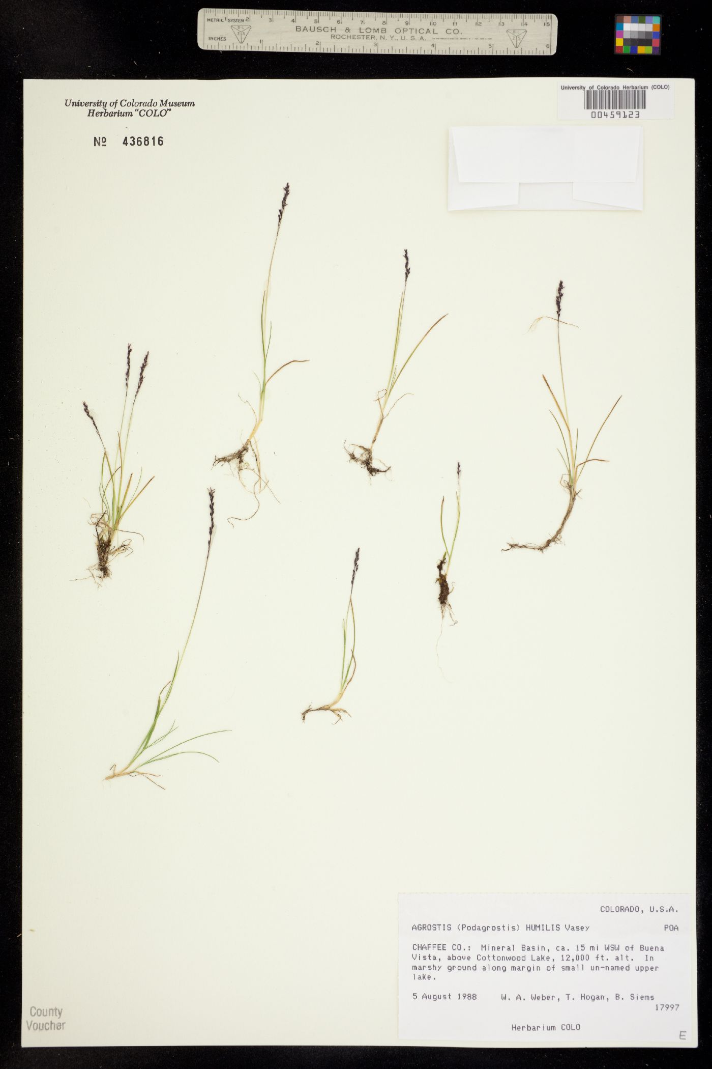 Podagrostis humilis image