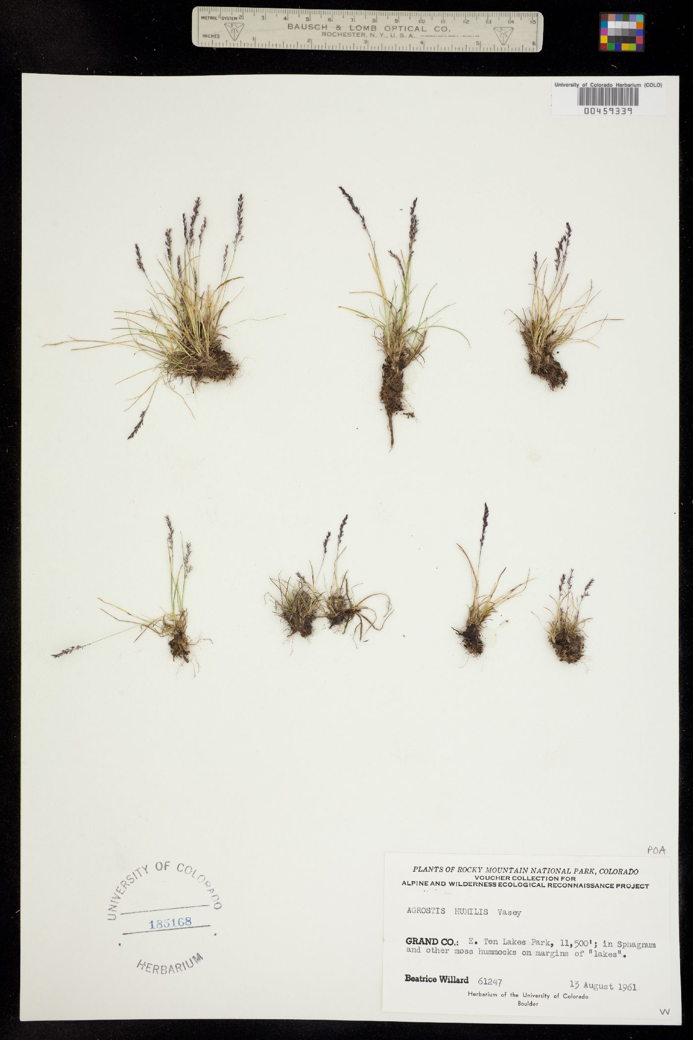 Podagrostis humilis image