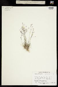 Image of Agrostis mertensii