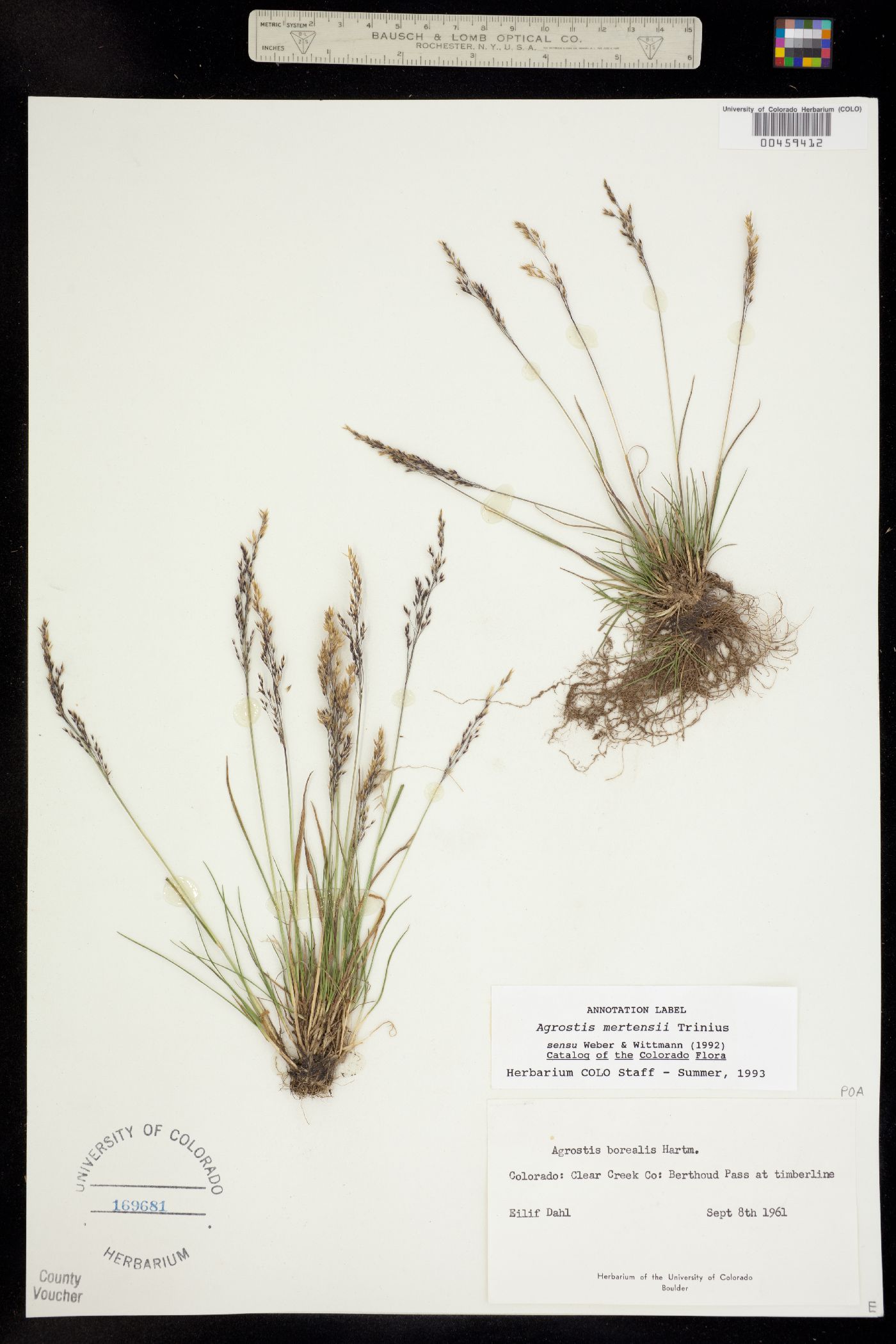 Agrostis mertensii image