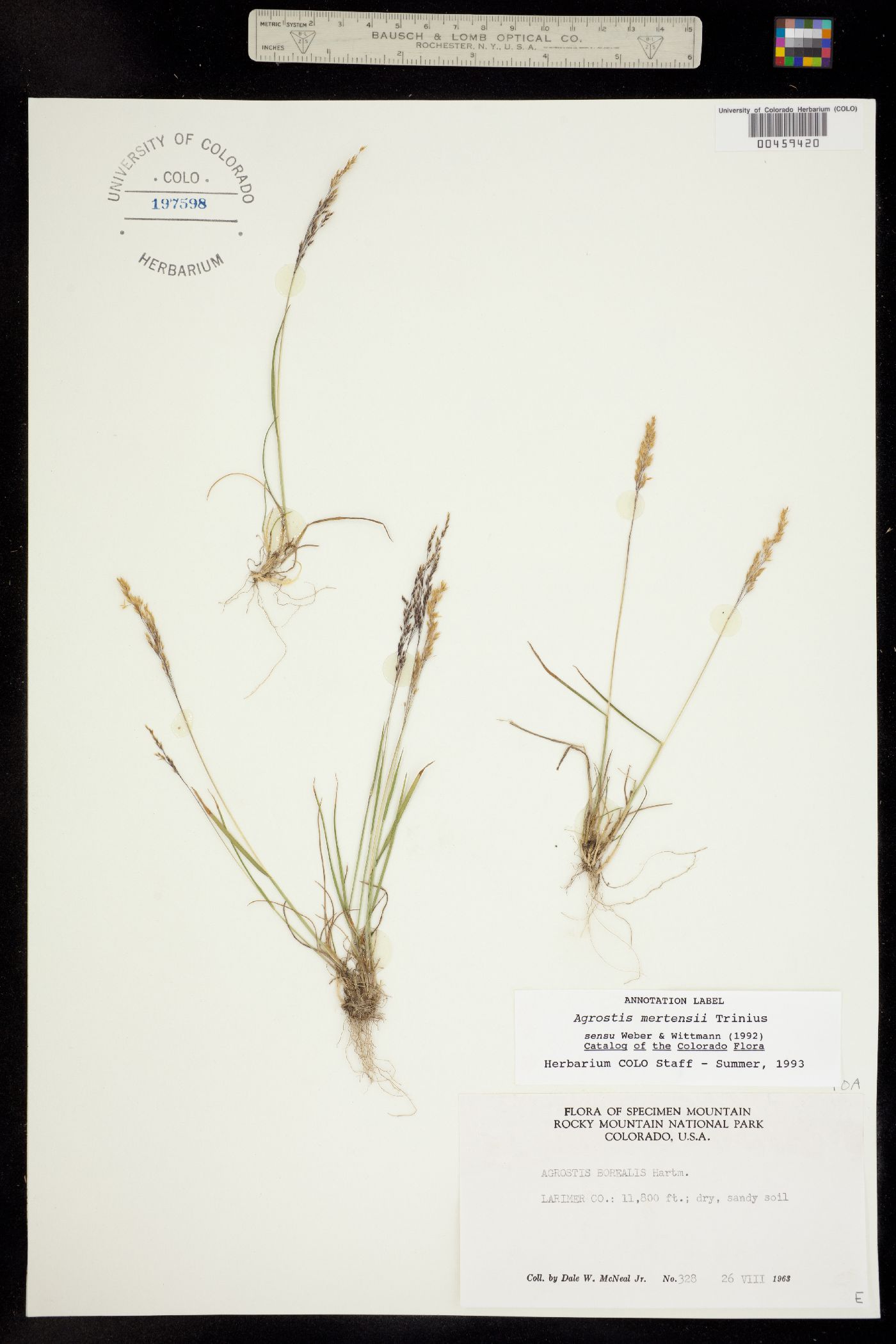 Agrostis mertensii image