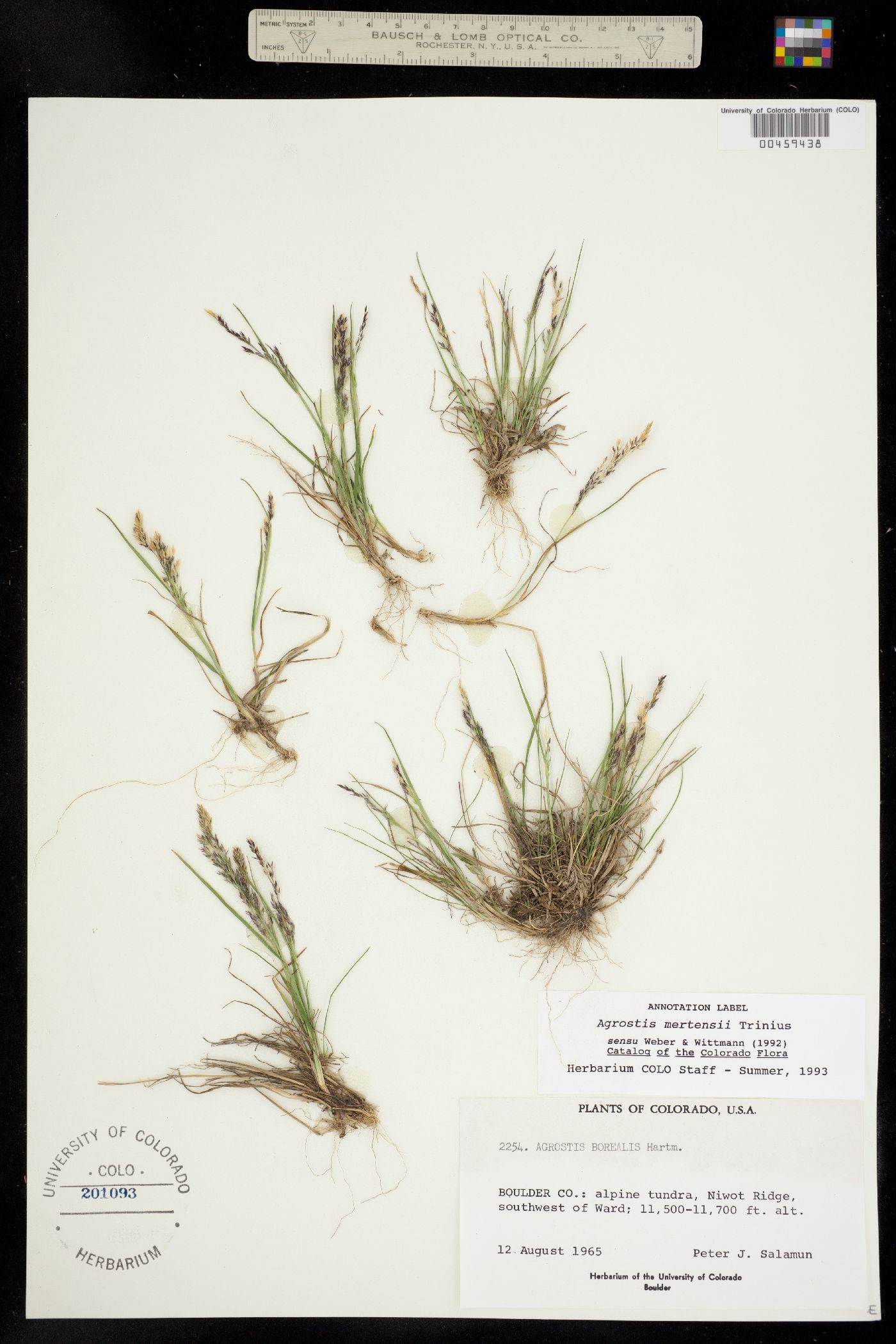 Agrostis mertensii image