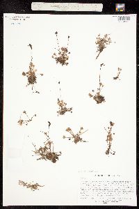 Image of Drosera rotundifolia