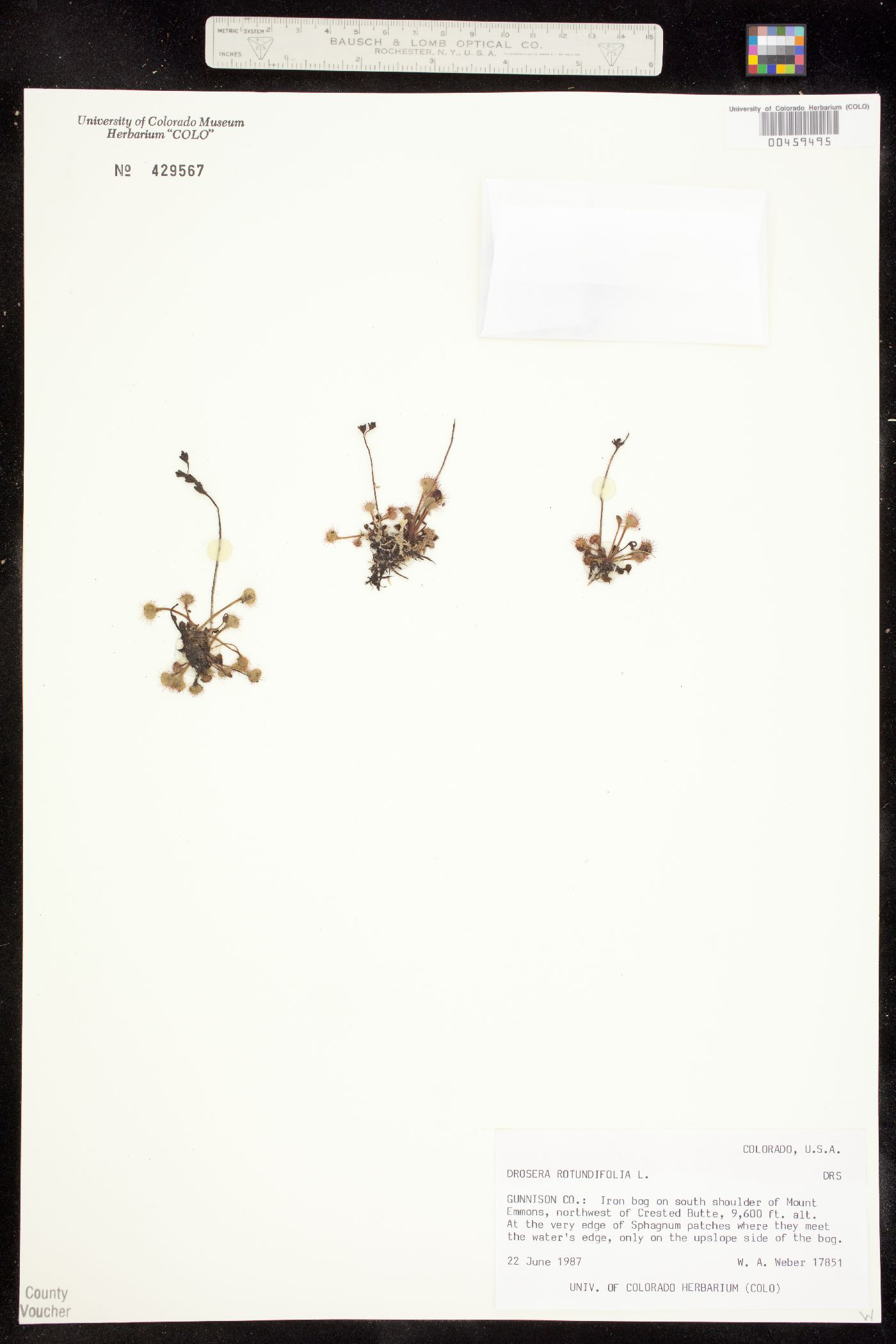 Drosera rotundifolia image