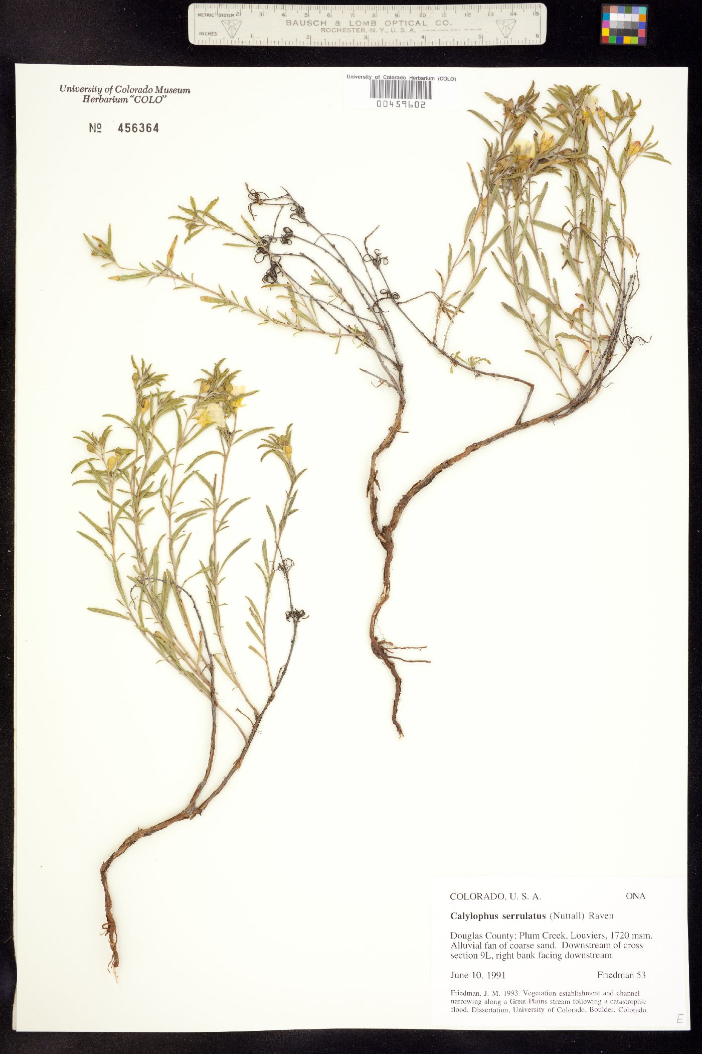 Oenothera serrulata image