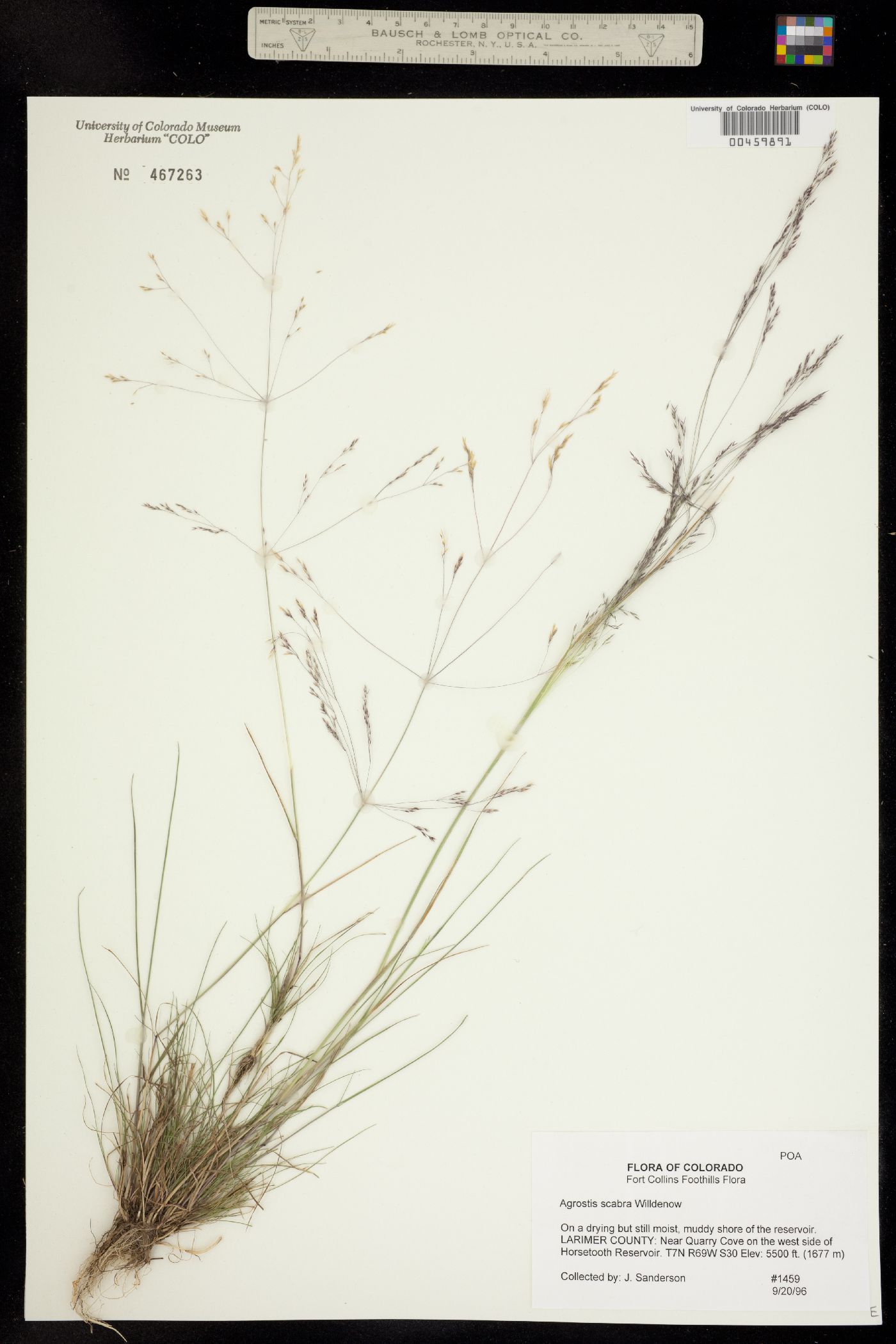Agrostis scabra image