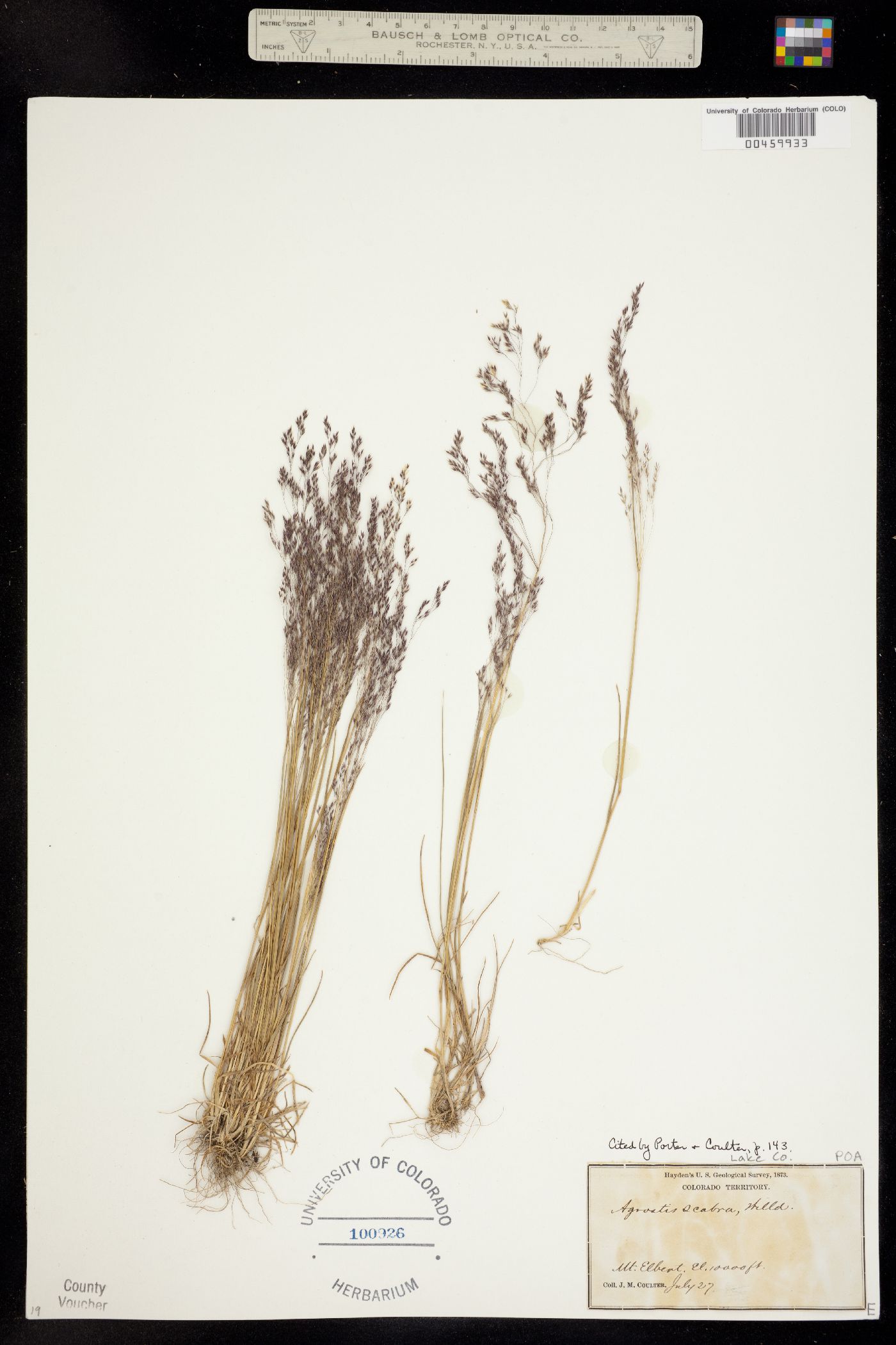 Agrostis scabra image