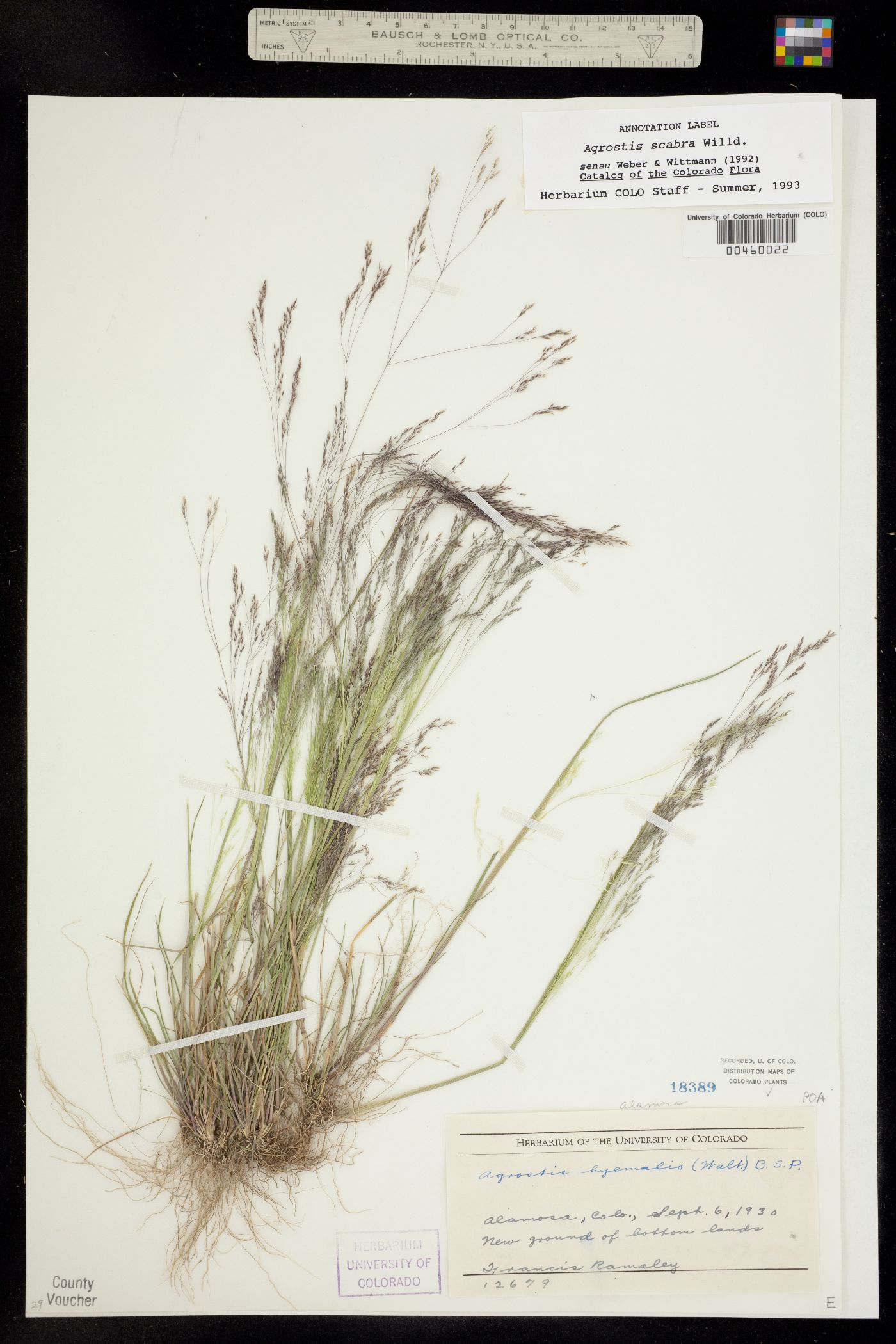 Agrostis image