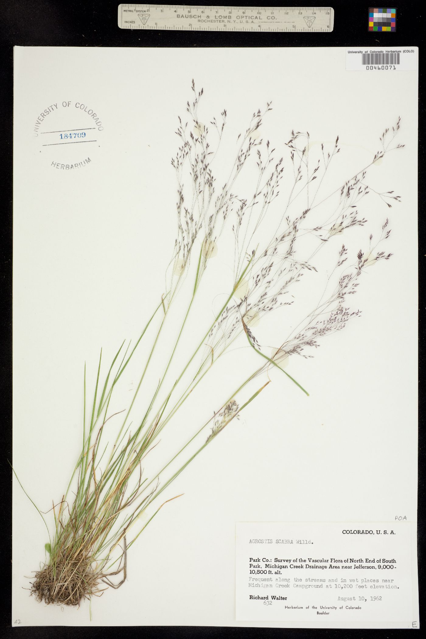 Agrostis scabra image