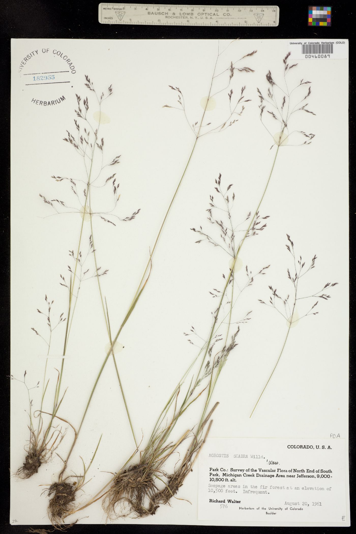 Agrostis image