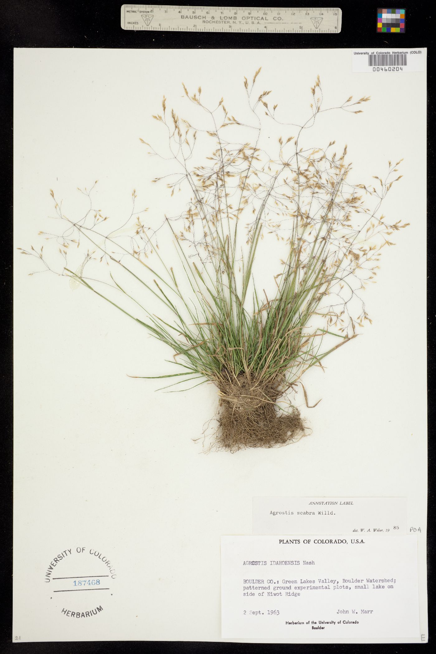 Agrostis scabra image