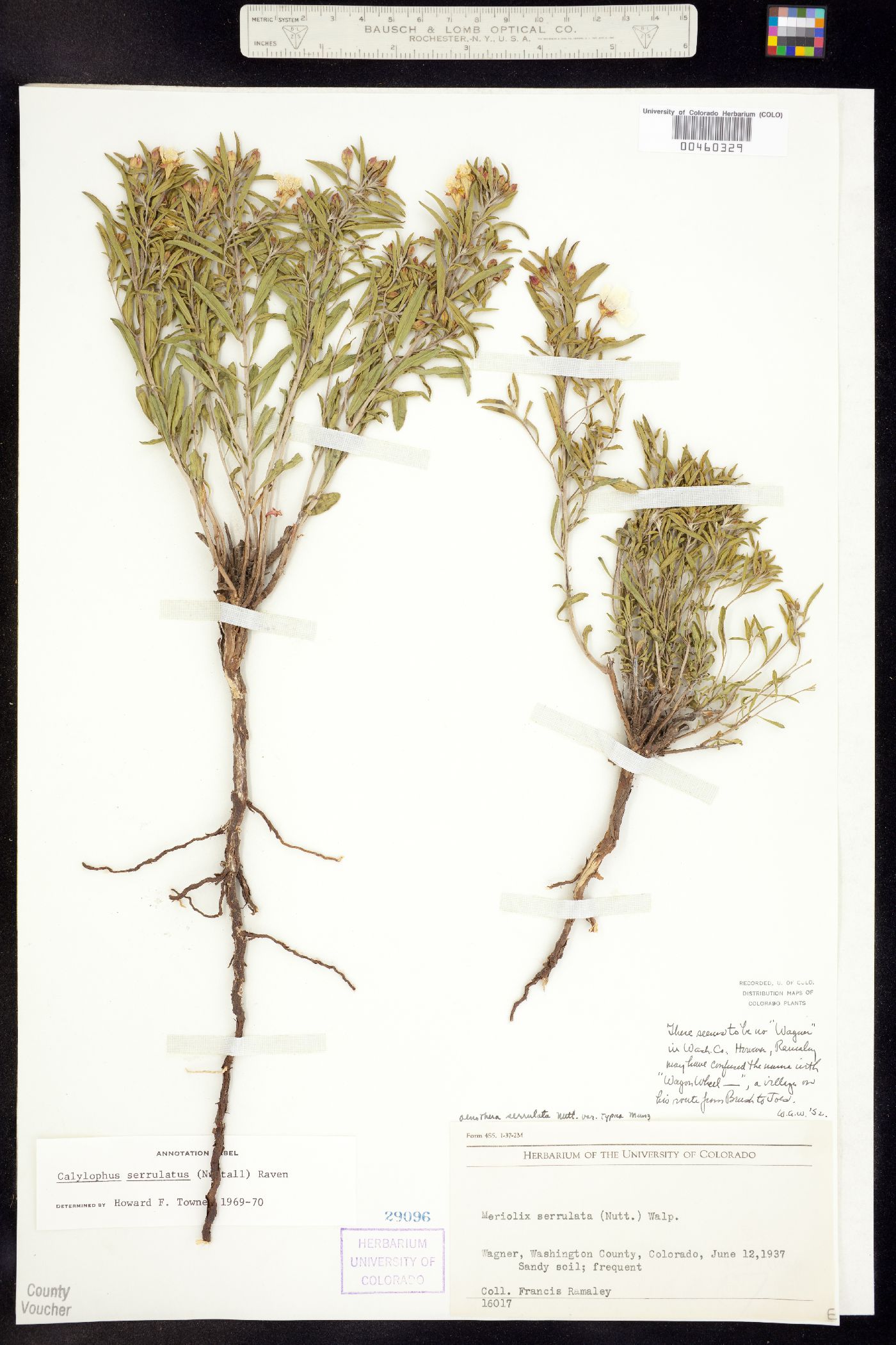 Oenothera serrulata image