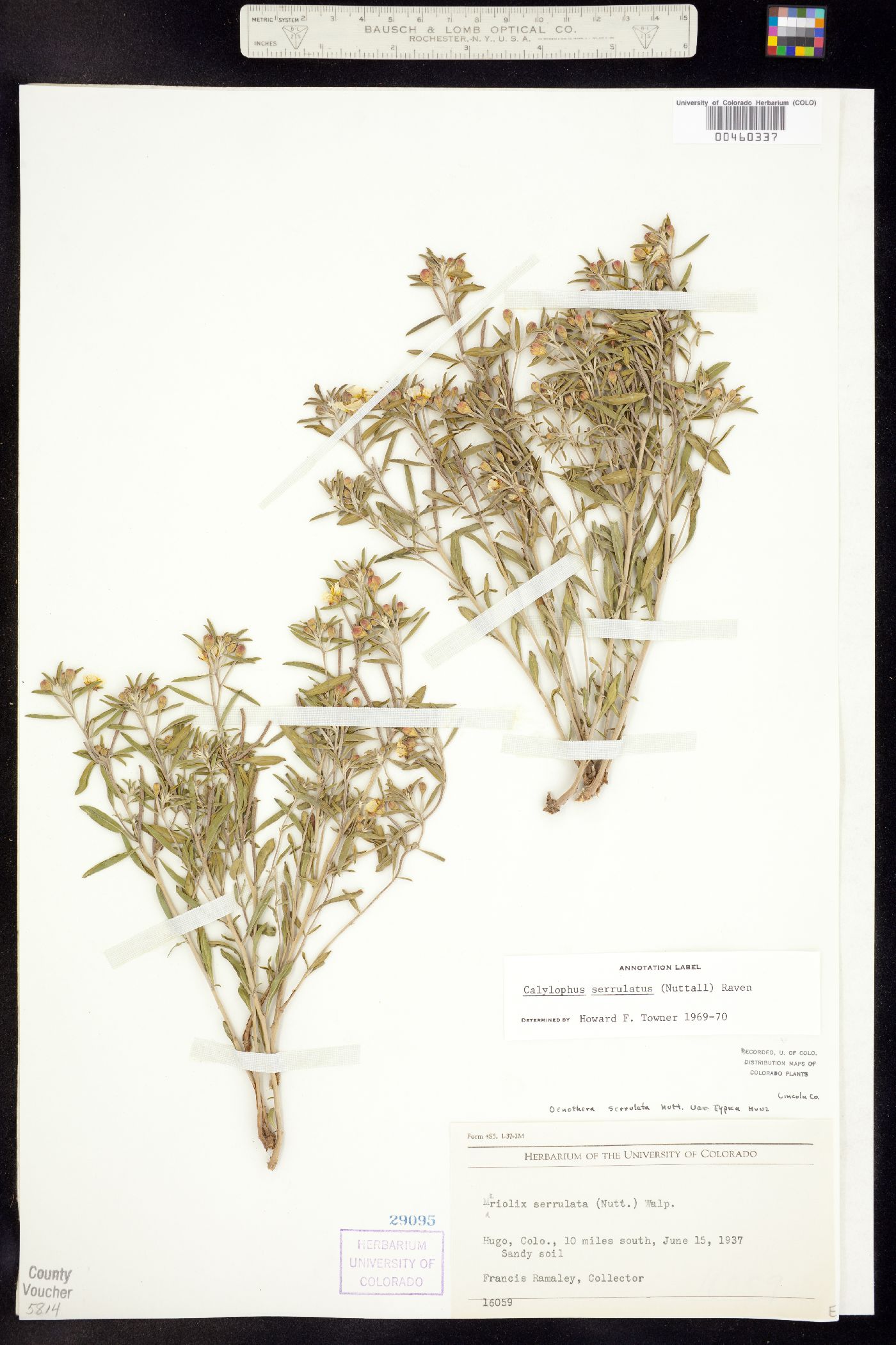 Oenothera serrulata image