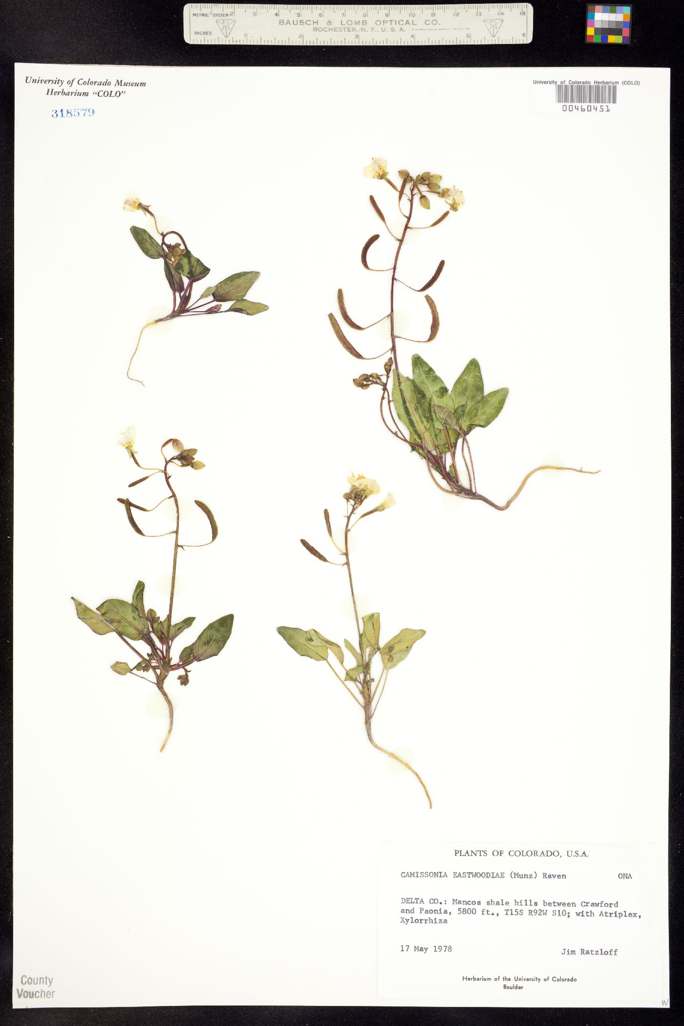 Chylismia eastwoodiae image