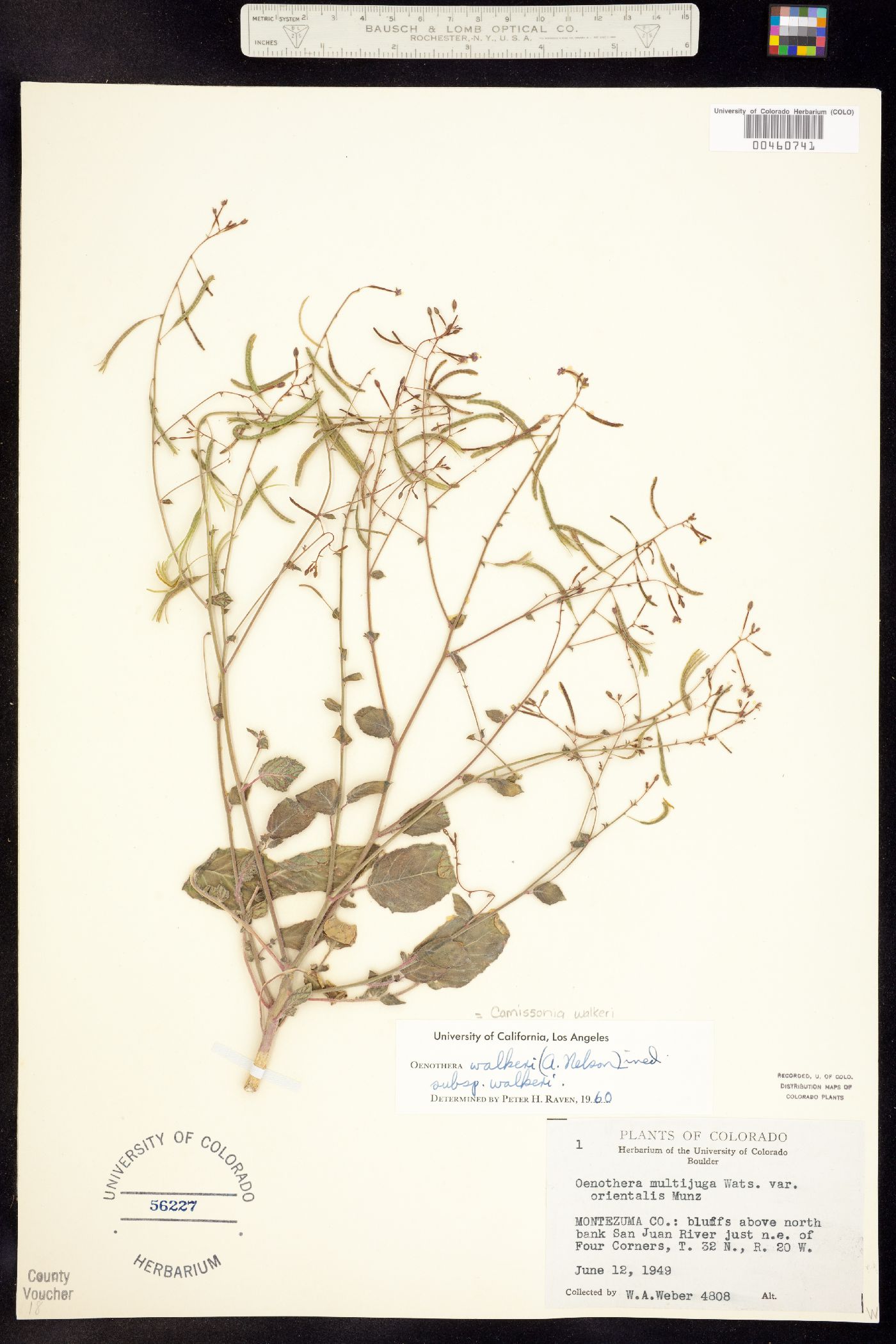 Camissonia image