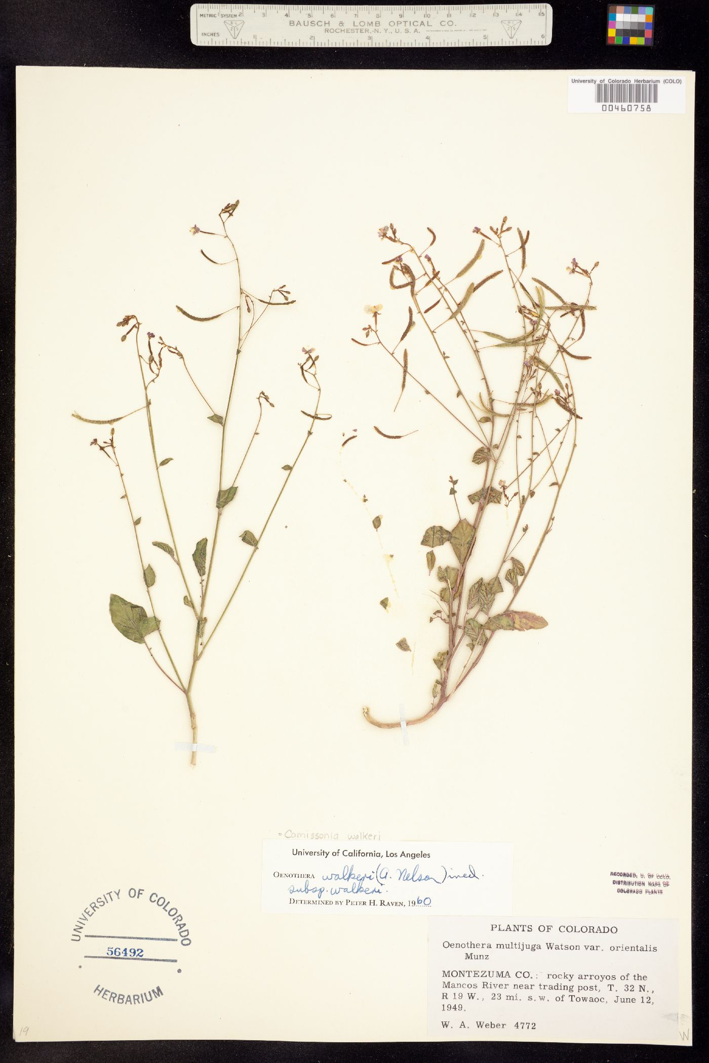 Chylismia walkeri image