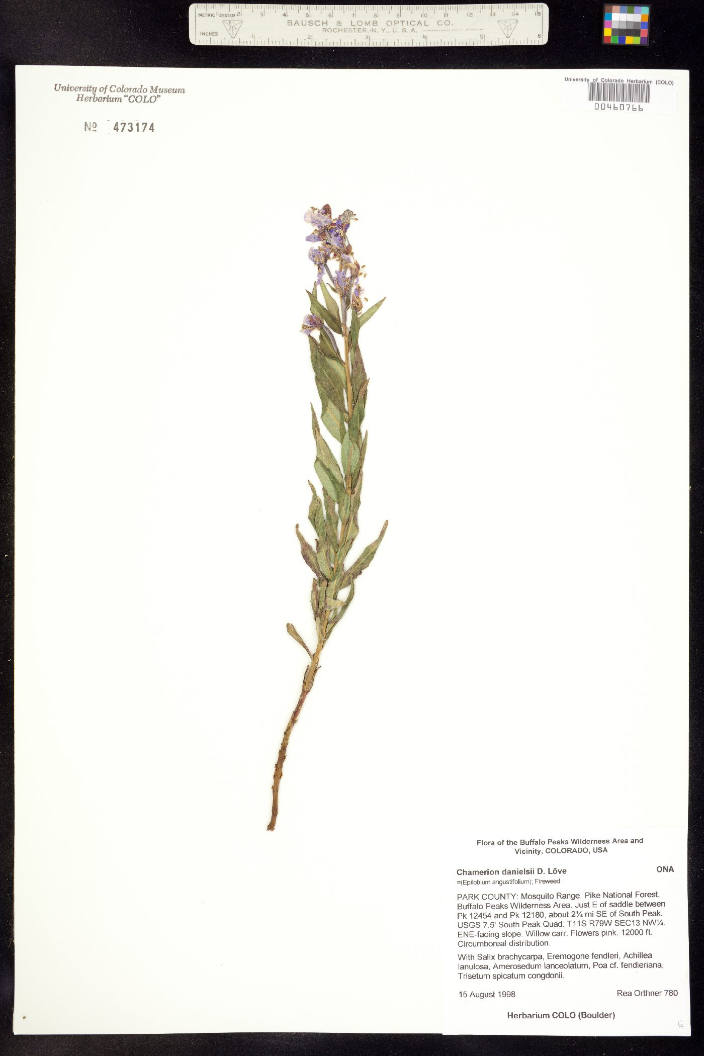 Chamerion angustifolium ssp. circumvagum image