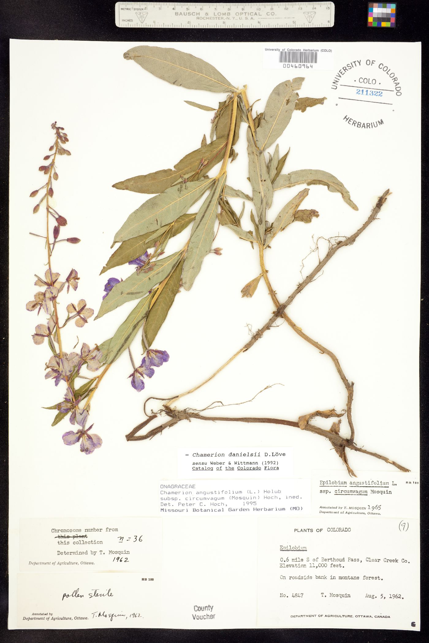 Chamerion angustifolium ssp. circumvagum image