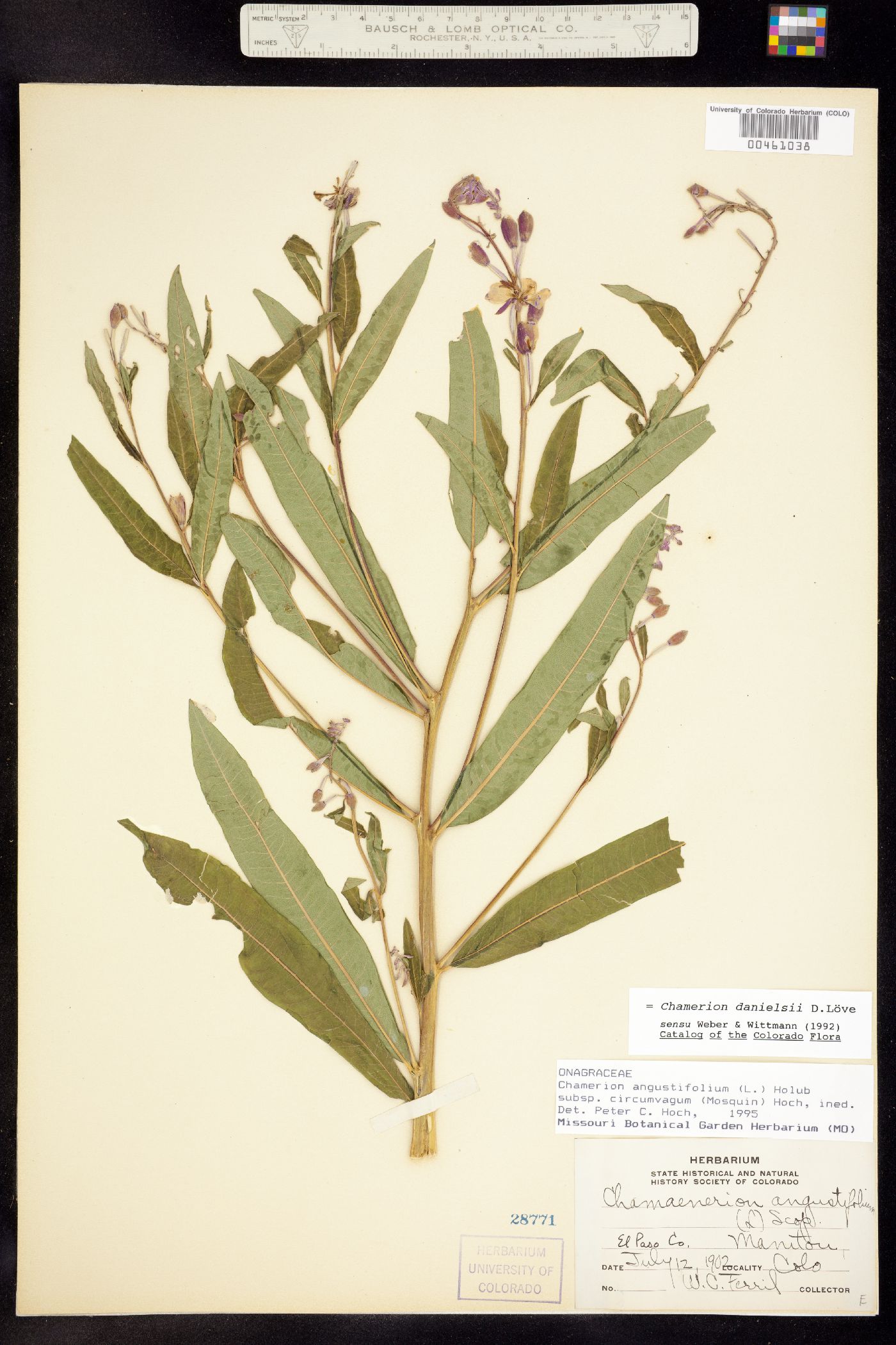Chamerion angustifolium ssp. circumvagum image