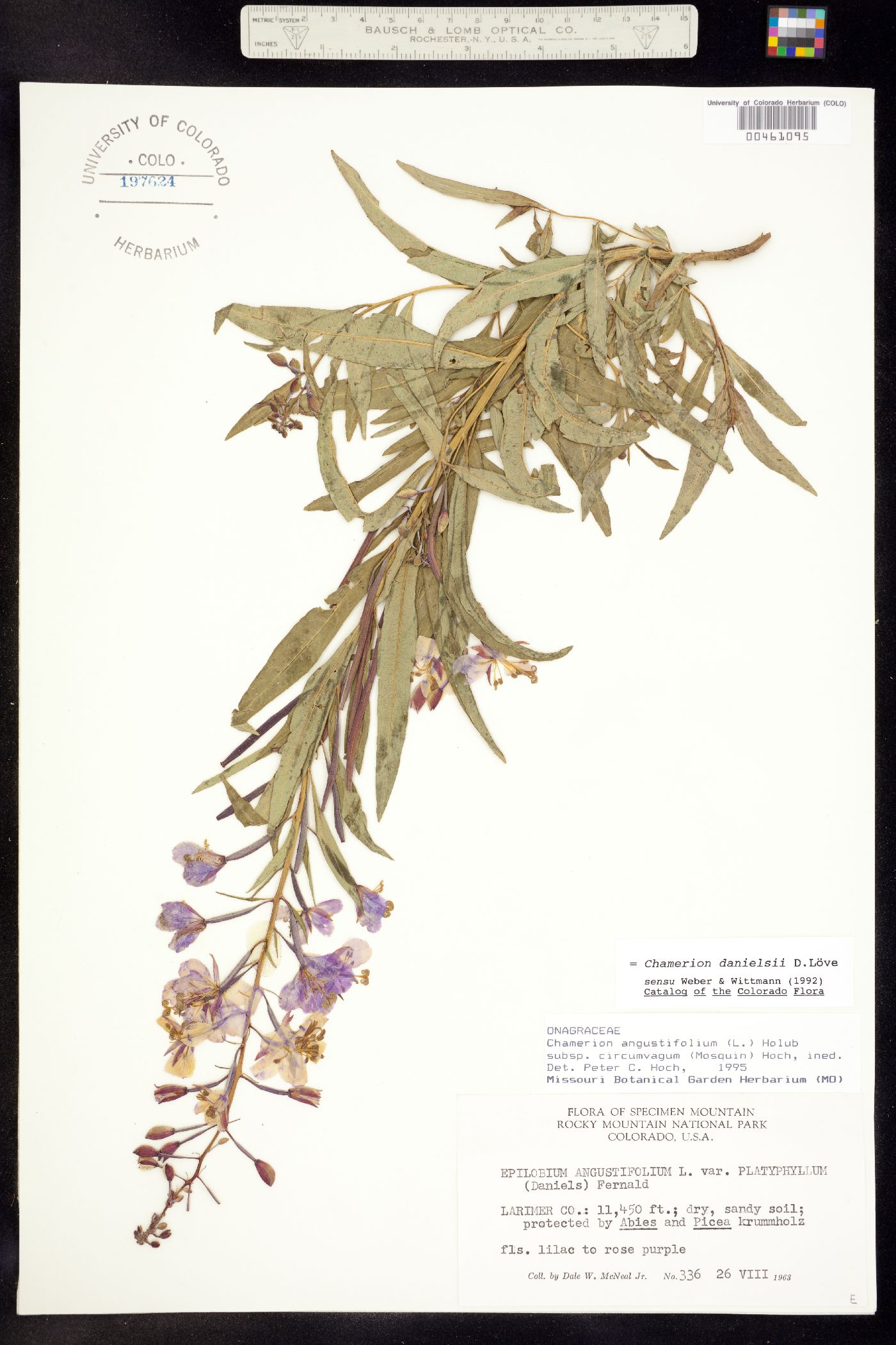 Chamerion angustifolium ssp. circumvagum image