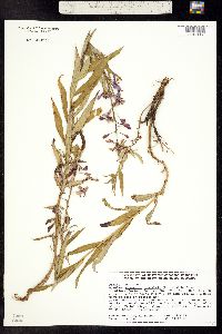 Chamerion angustifolium ssp. circumvagum image