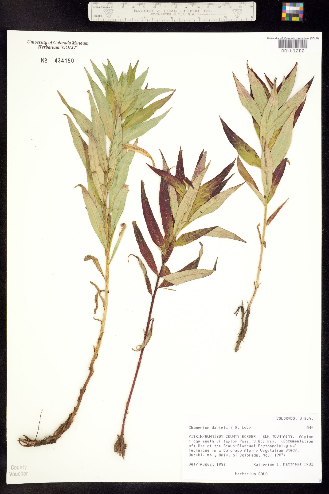 Chamerion angustifolium ssp. circumvagum image