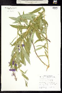 Chamerion angustifolium ssp. circumvagum image