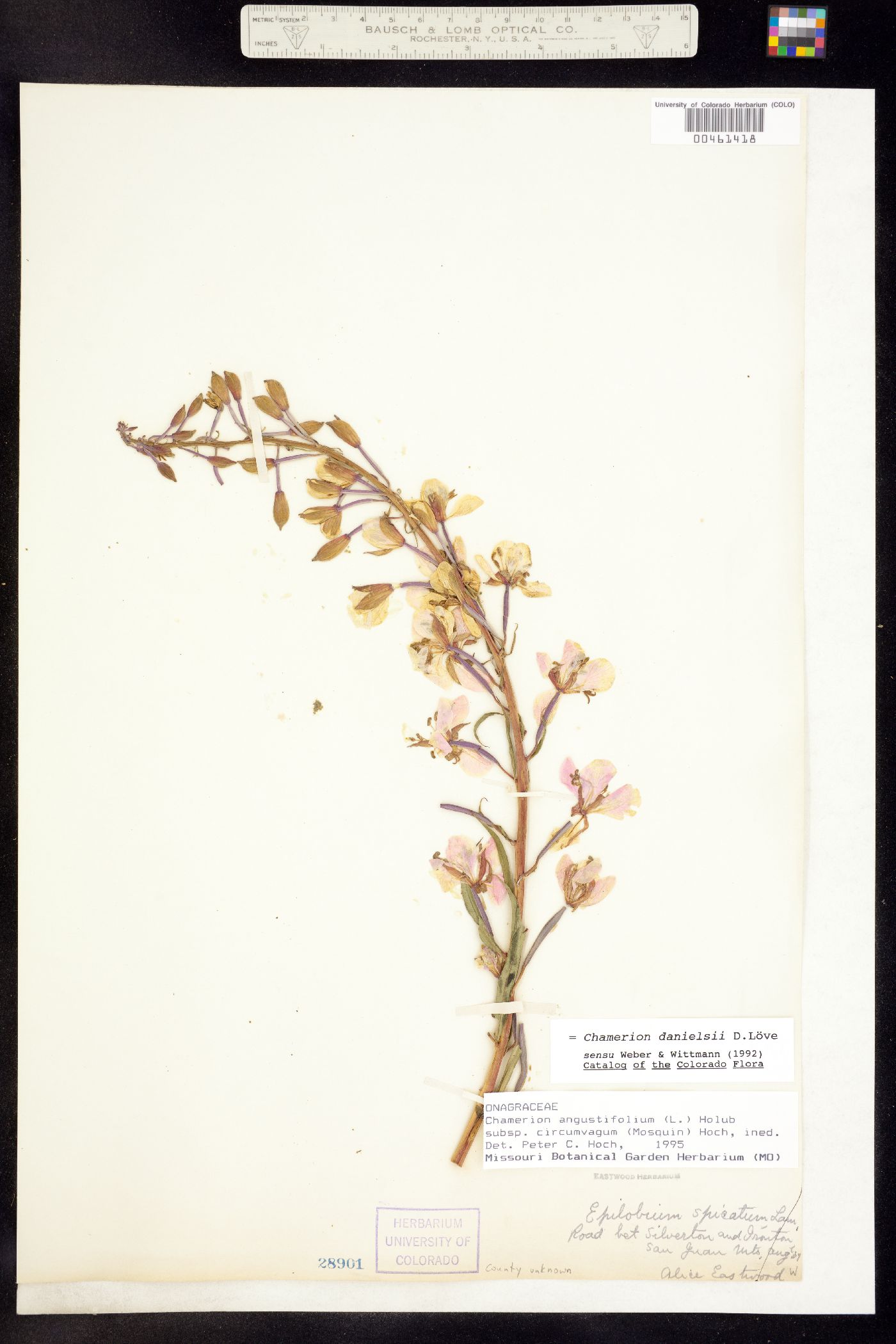 Chamerion angustifolium ssp. circumvagum image