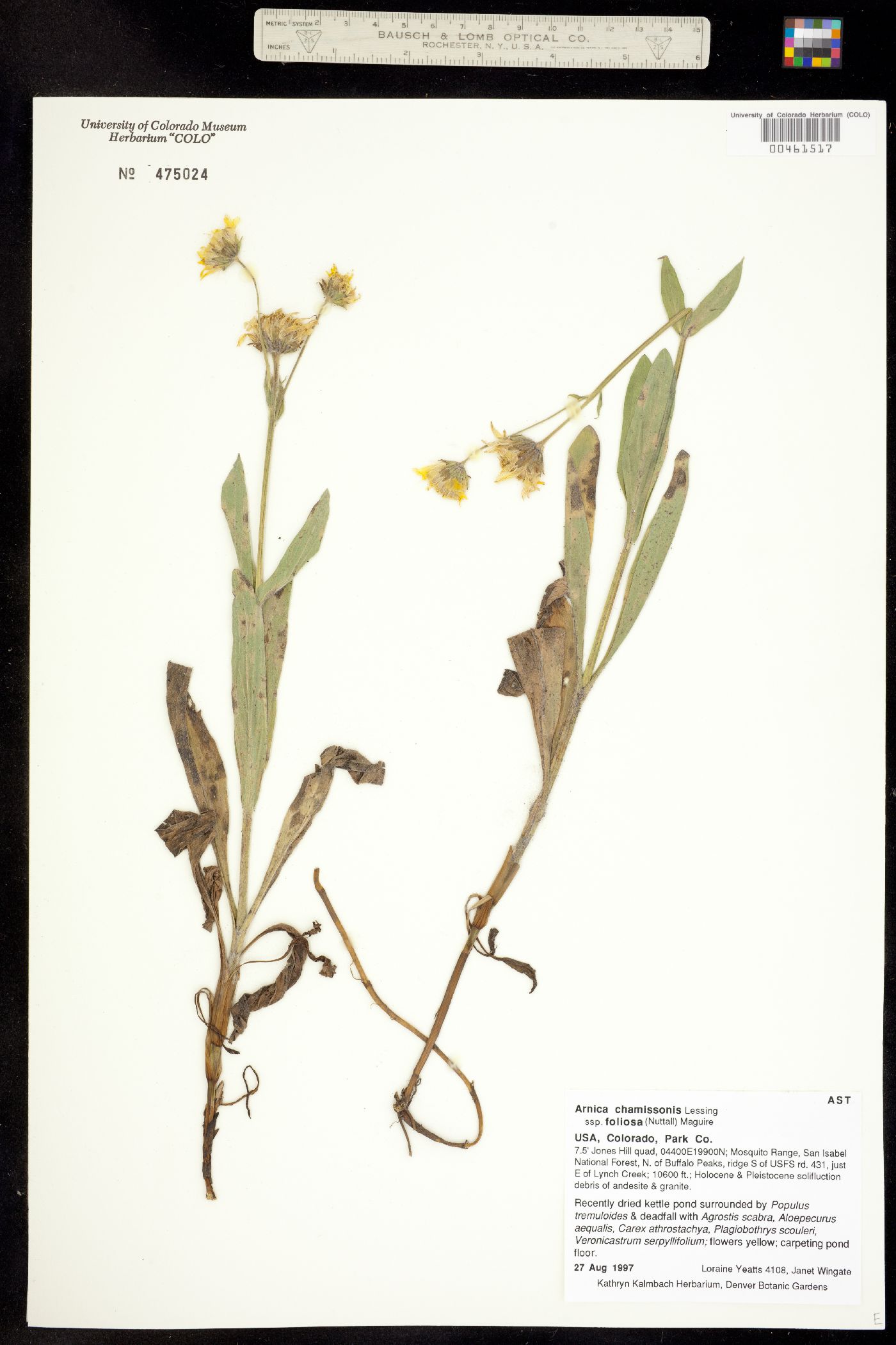 Arnica chamissonis image