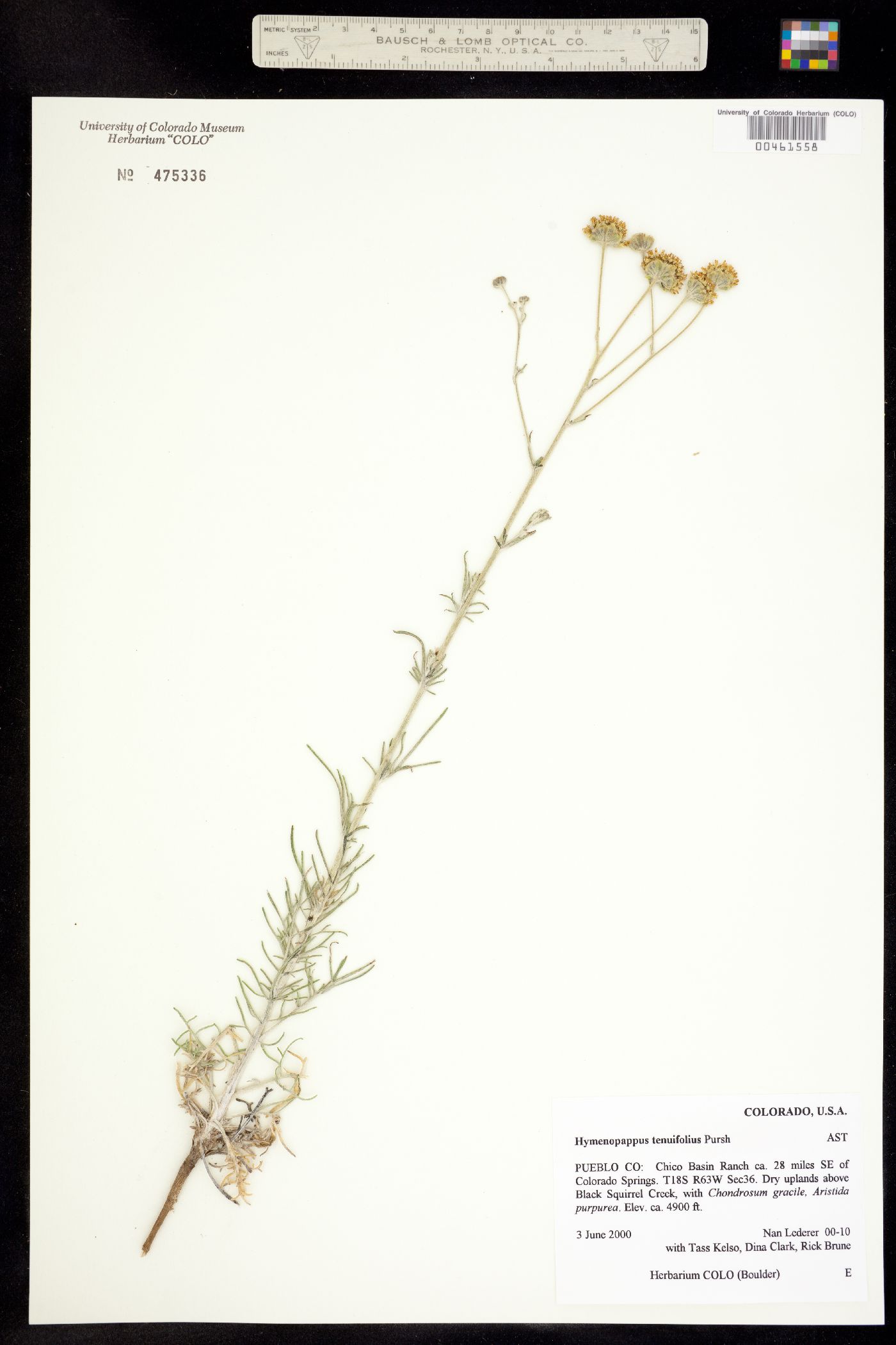 Hymenopappus tenuifolius image