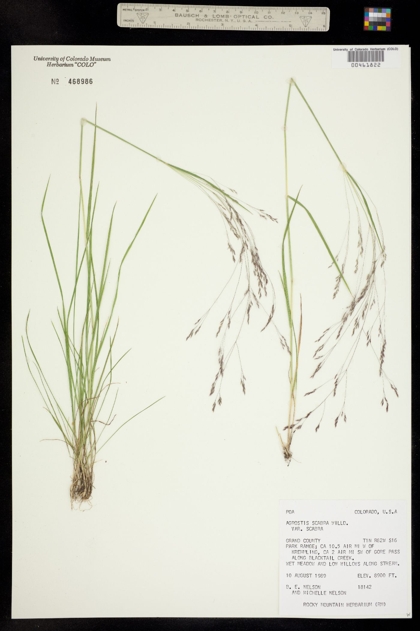 Agrostis scabra image
