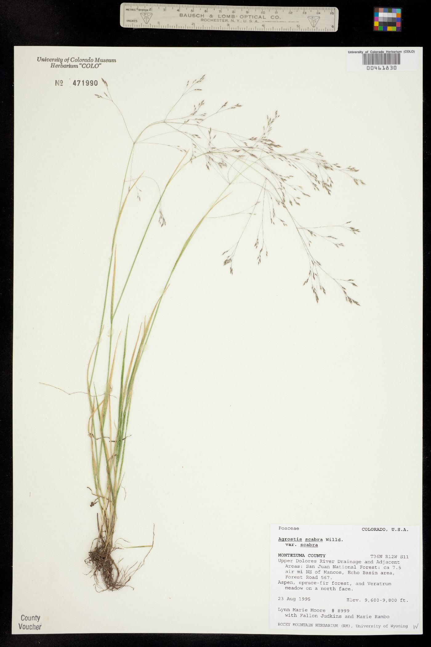 Agrostis scabra image