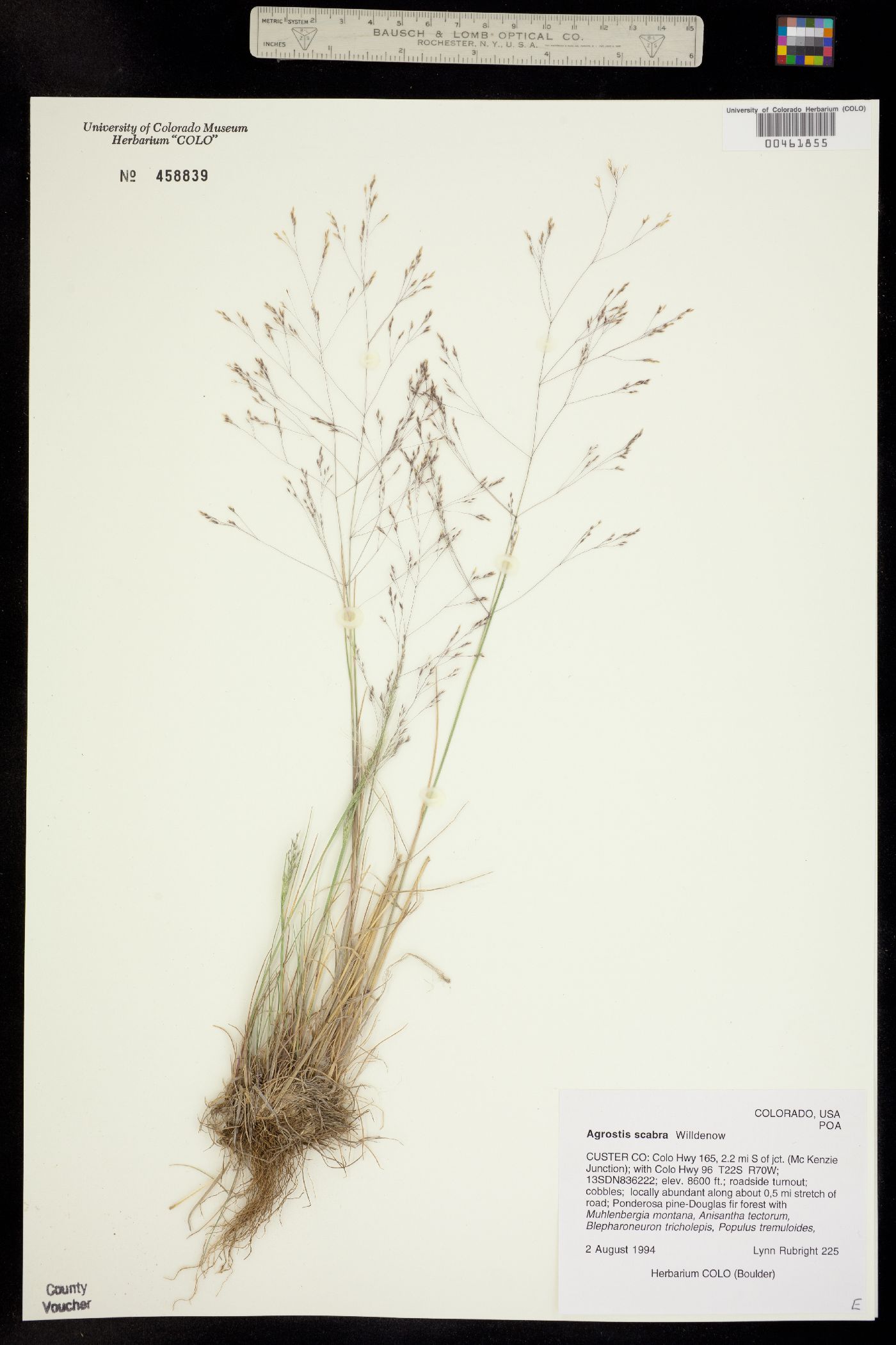 Agrostis scabra image