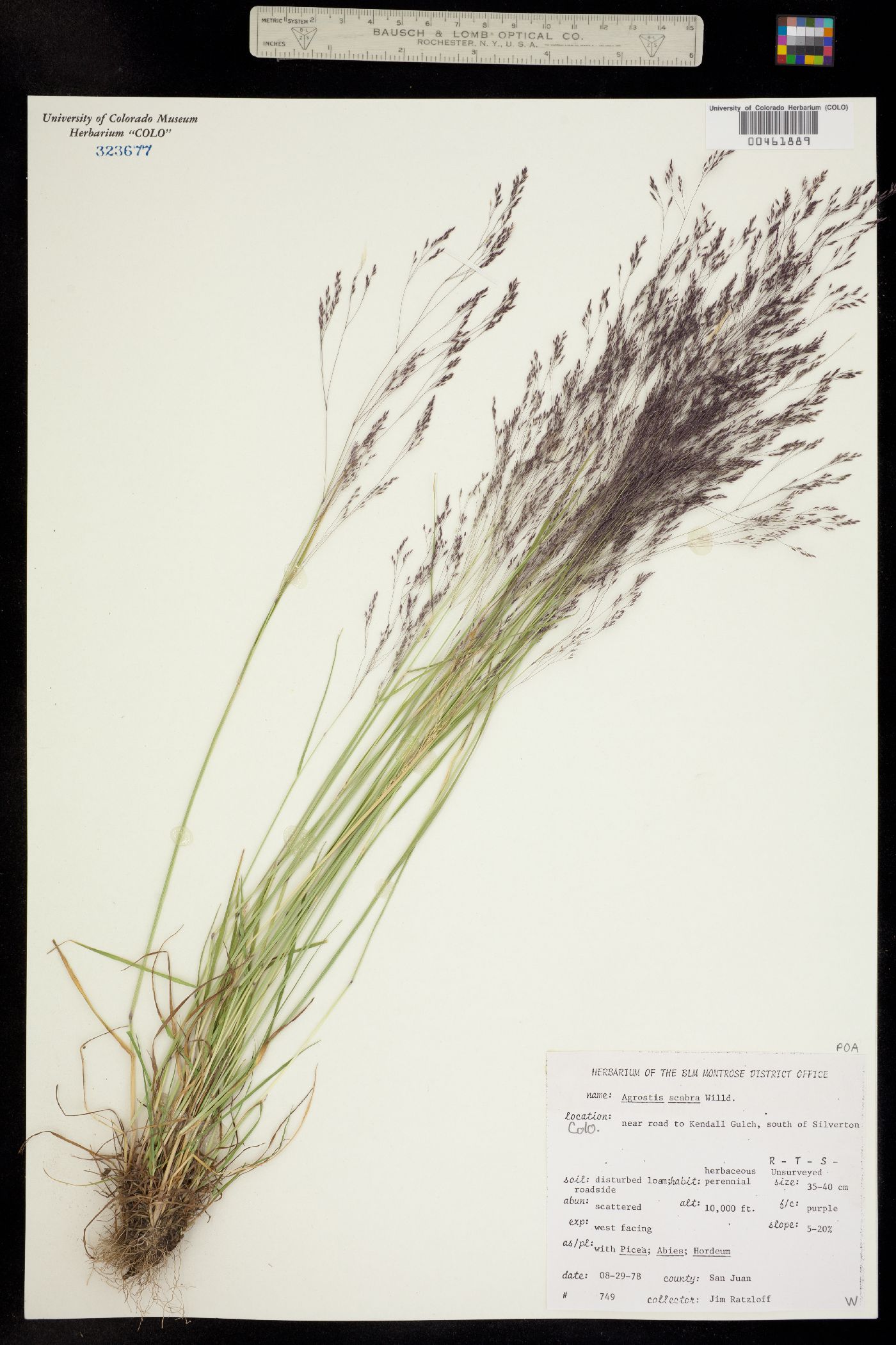Agrostis image