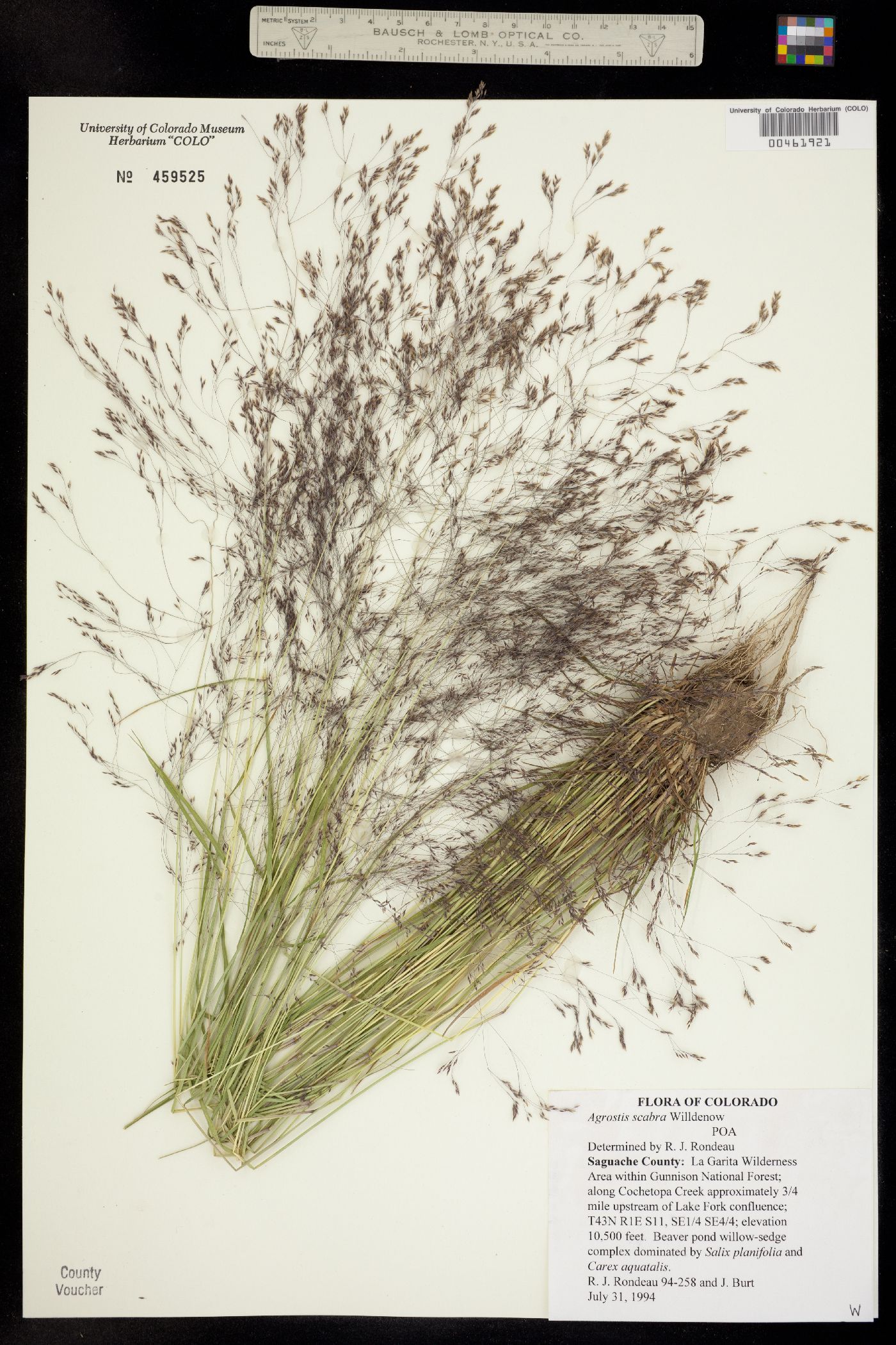 Agrostis scabra image